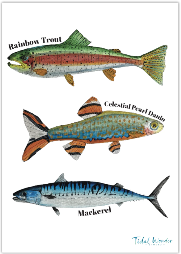 fish print.png