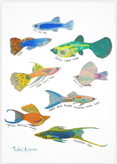 aquarium print.png
