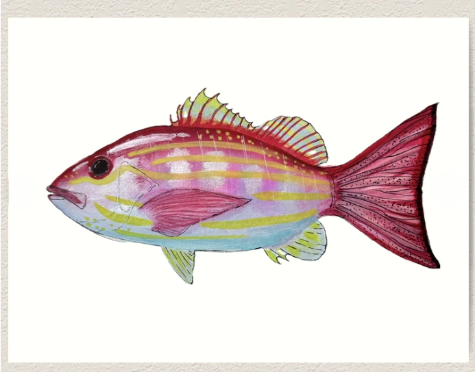 Lane Snapper.png