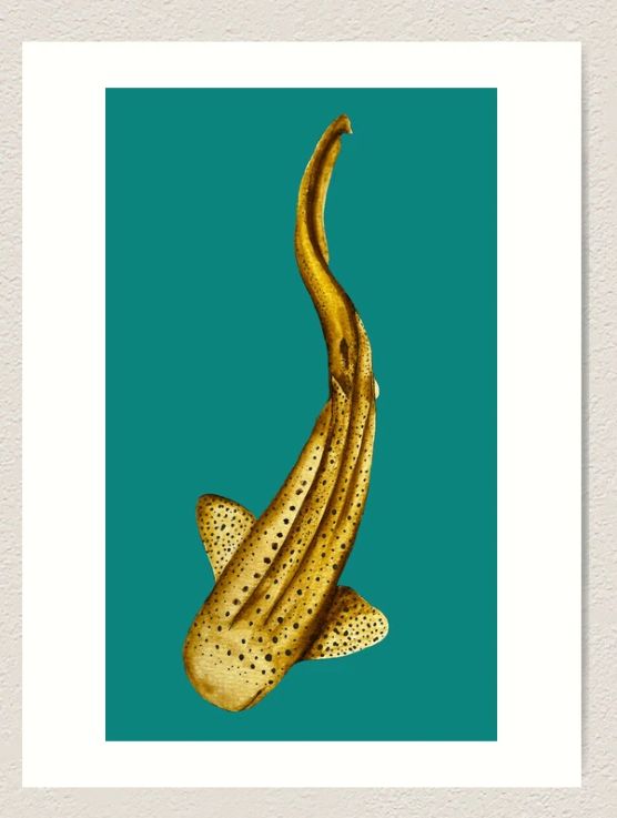 Leopard Shark Art Print - Teal Background