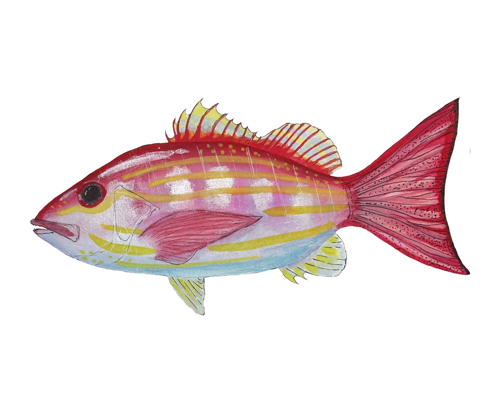 Lane Snapper 1.jpg