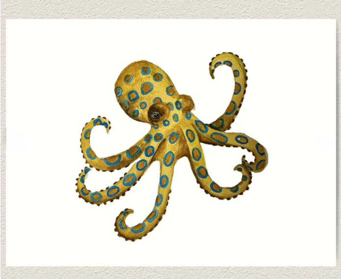 Art Print - Blue Ringed Octopus