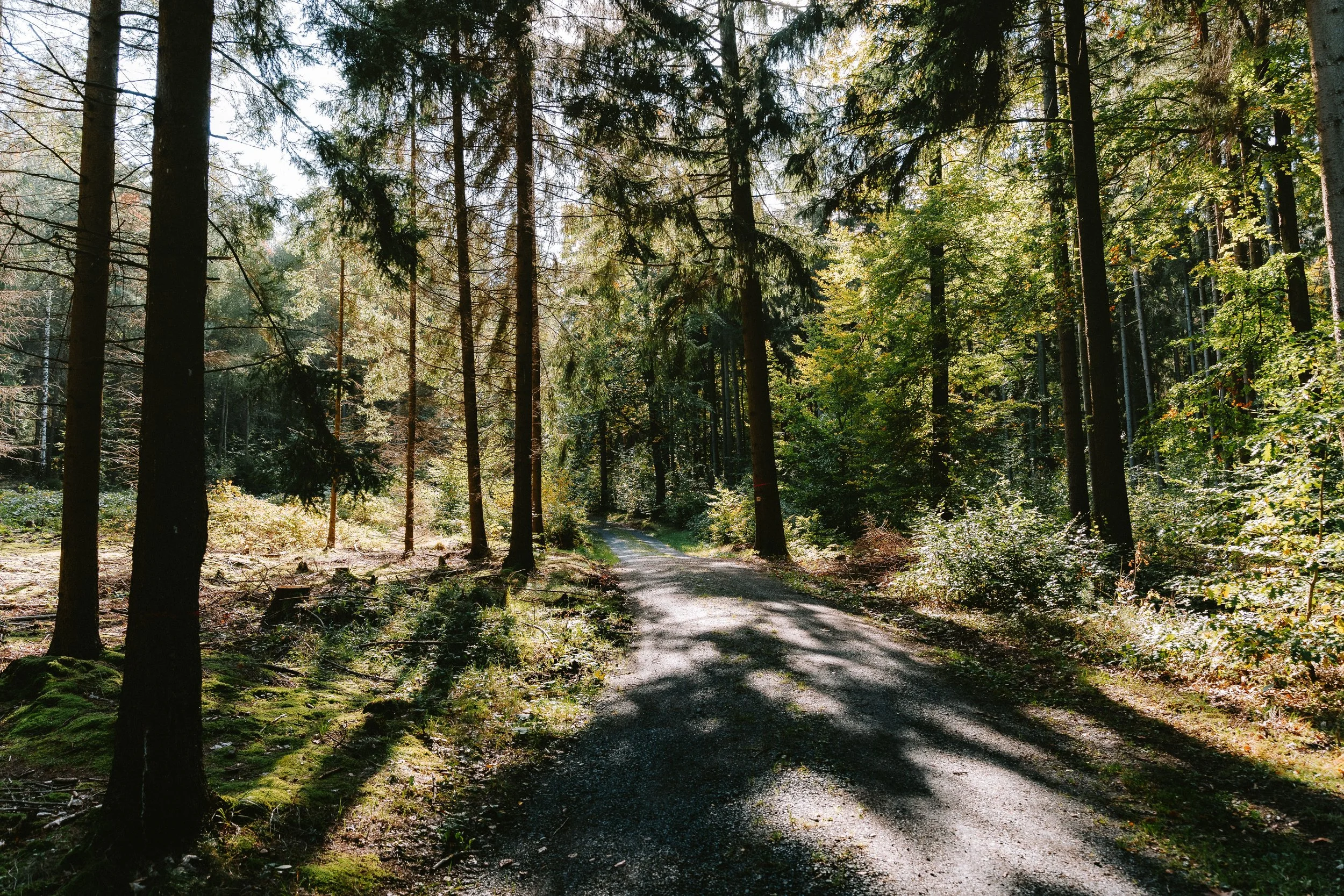 A dirt forest trail winding through tall trees with sunlight filtering through the green leaves.