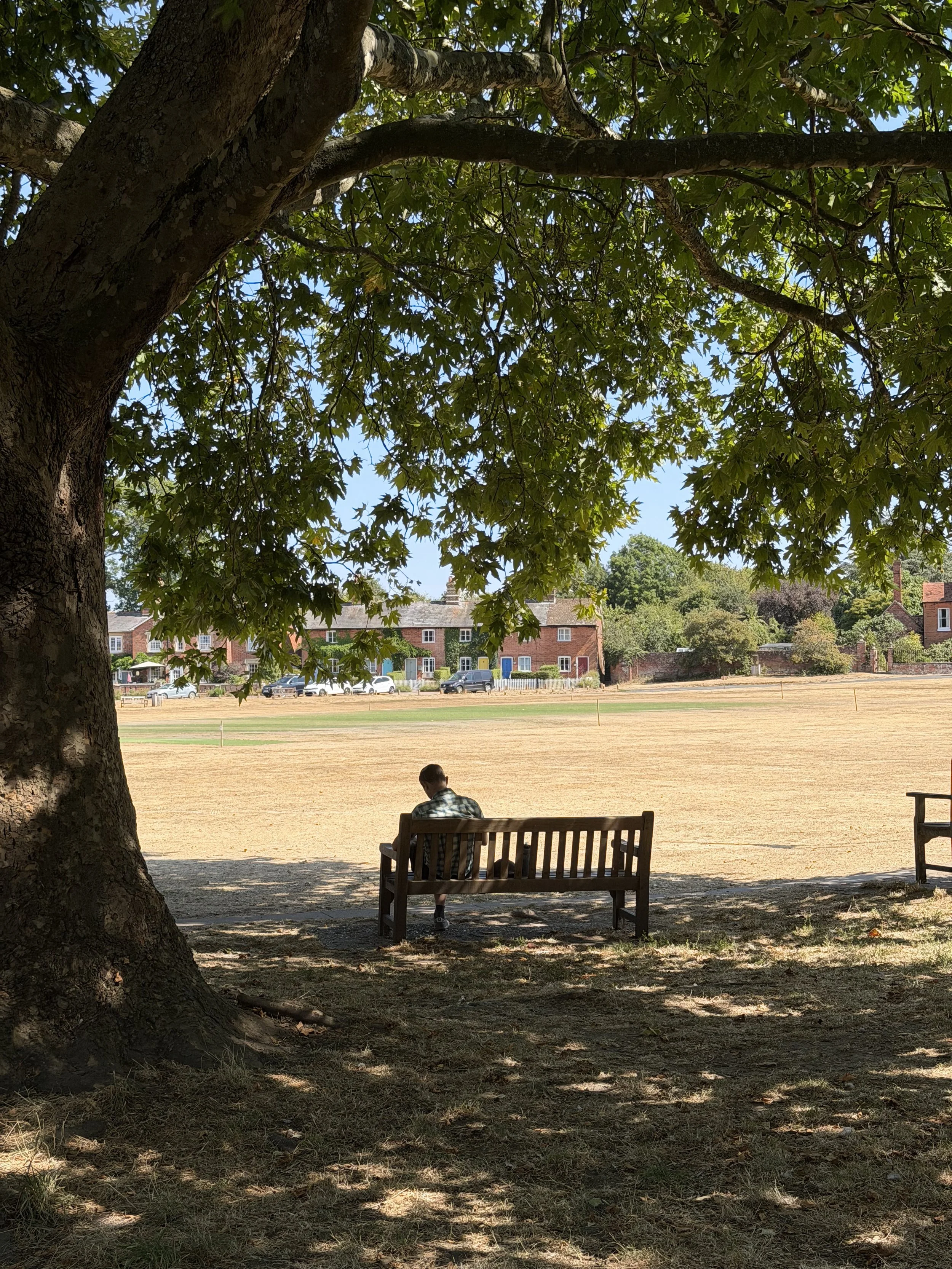 A person sitting on a park bench under a large tree, overlooking a field with buildings and parked cars in the background on a sunny day.