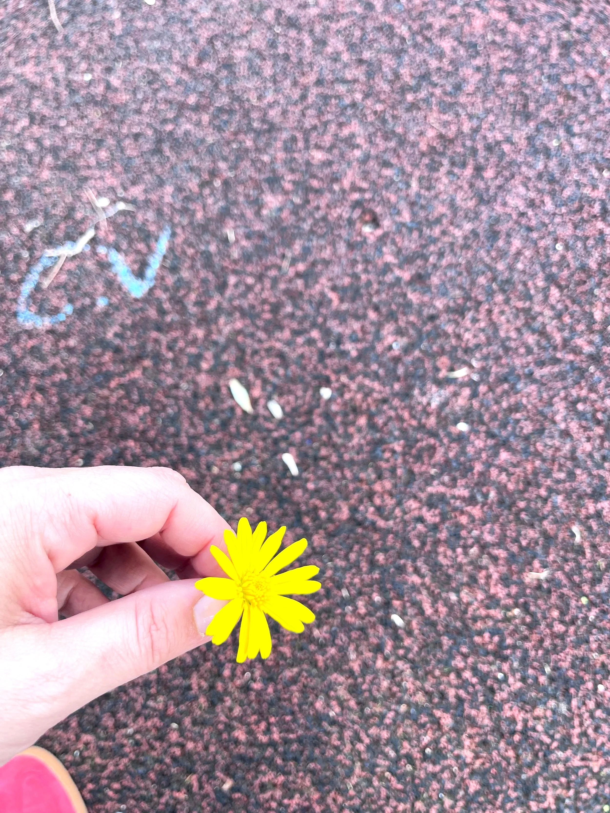 A hand holding a yellow flower with a pink and black textured surface in the background.