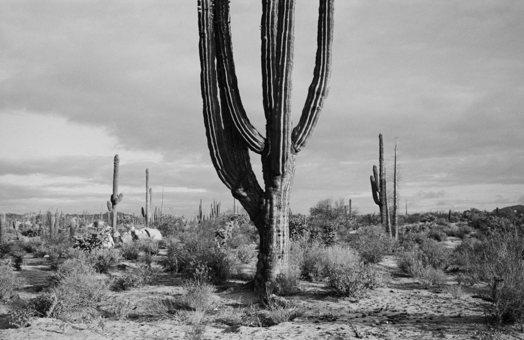 Copyright Daniel Caja Human Nature 022.jpg