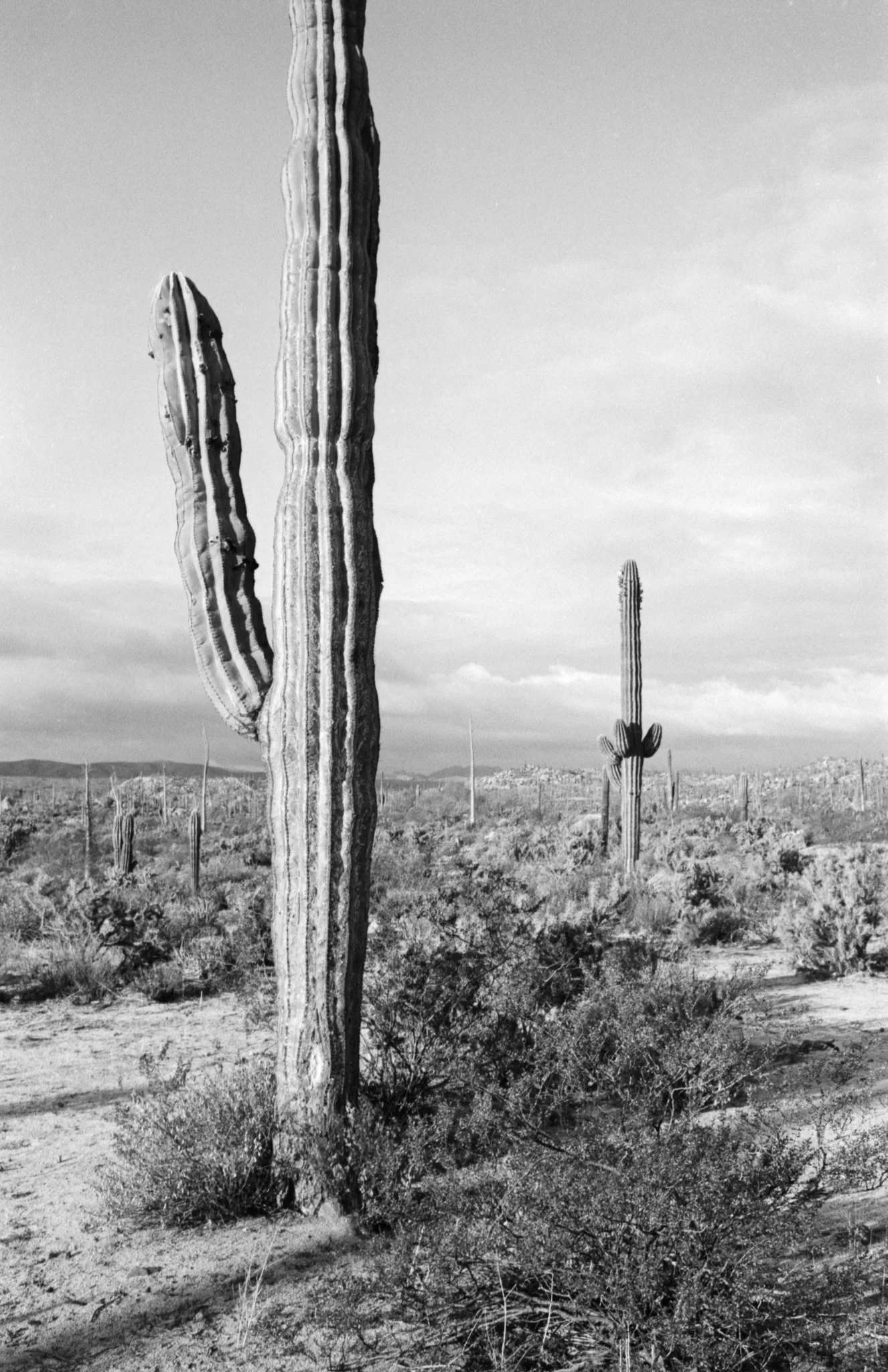 Copyright Daniel Caja Human Nature 019.jpg