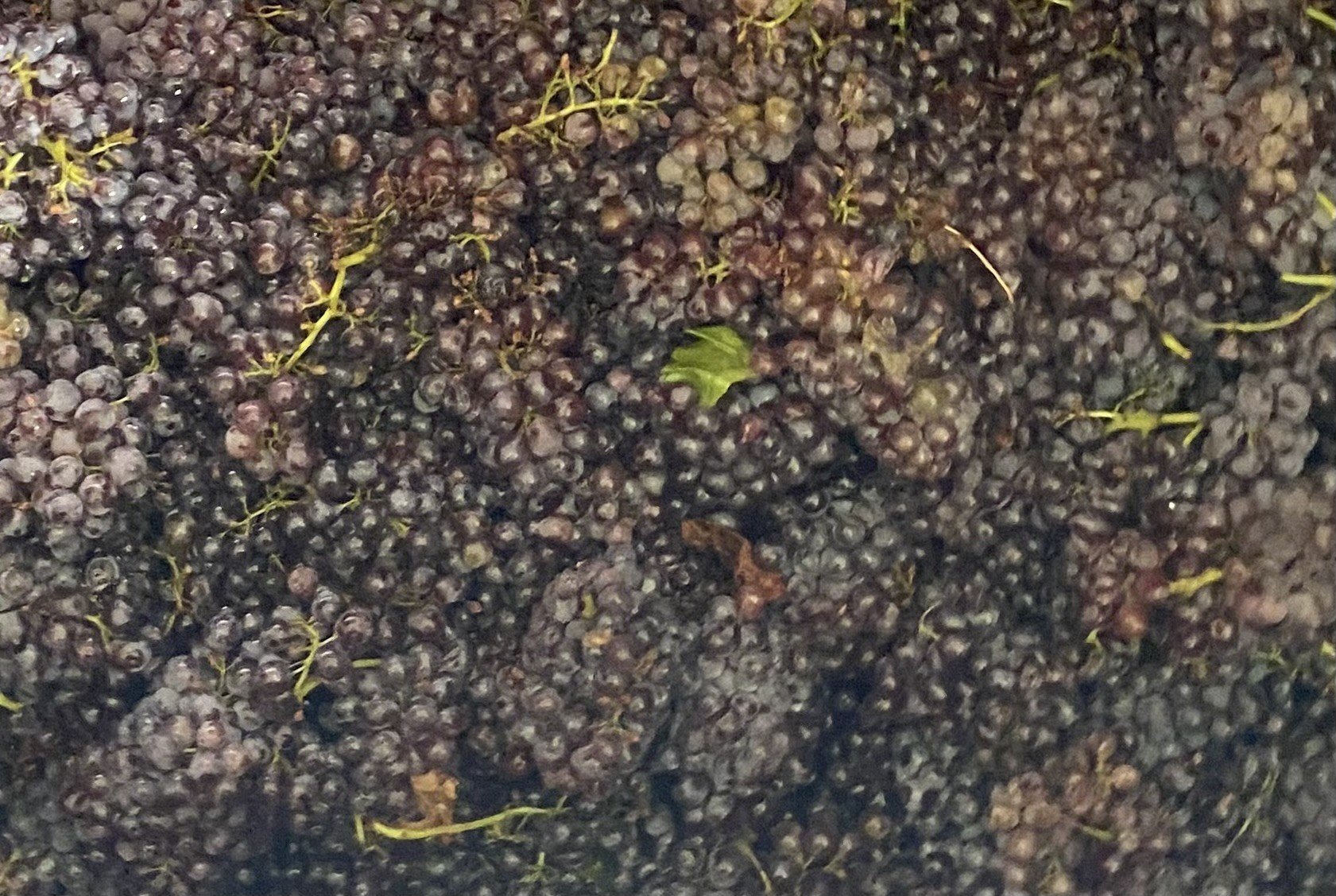 The History of Grenache
