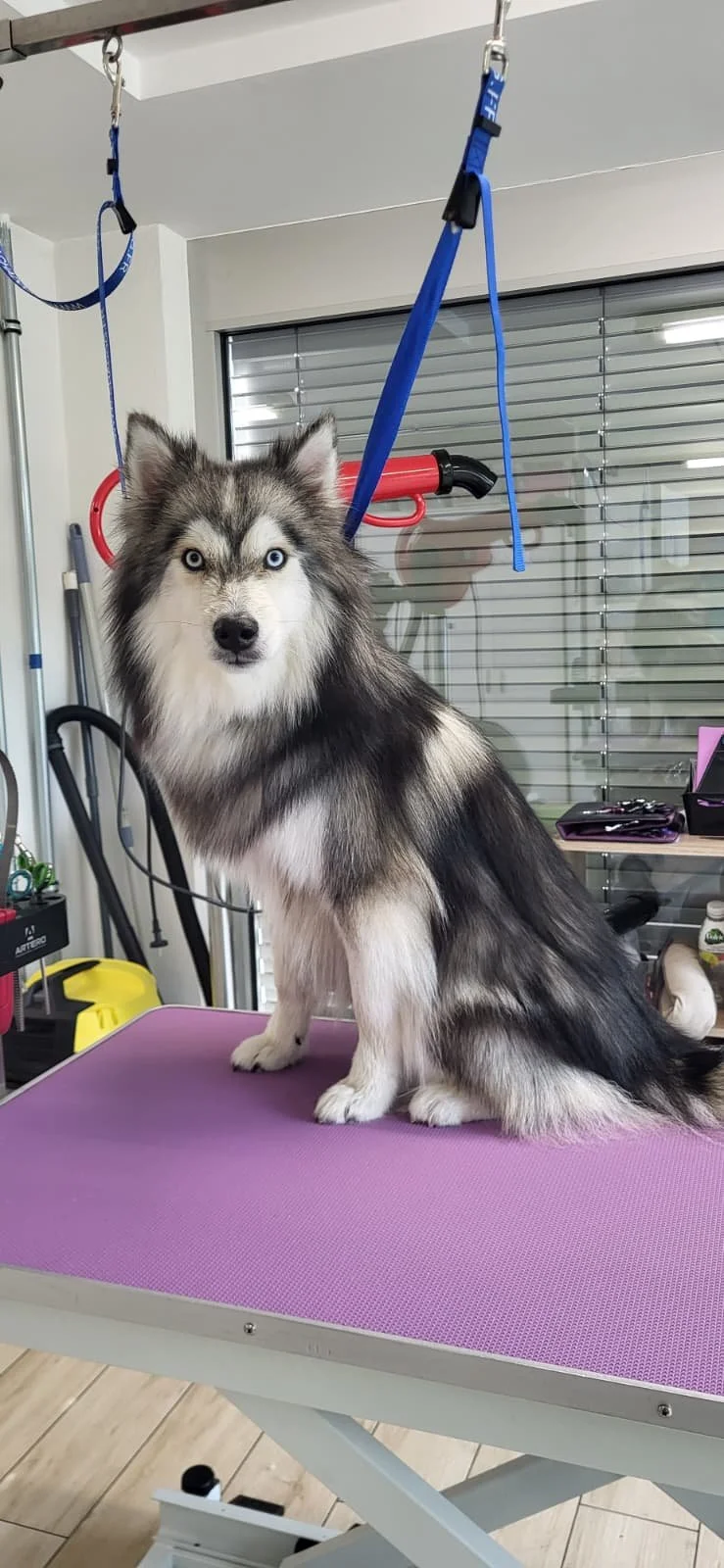 pomsky.jpeg