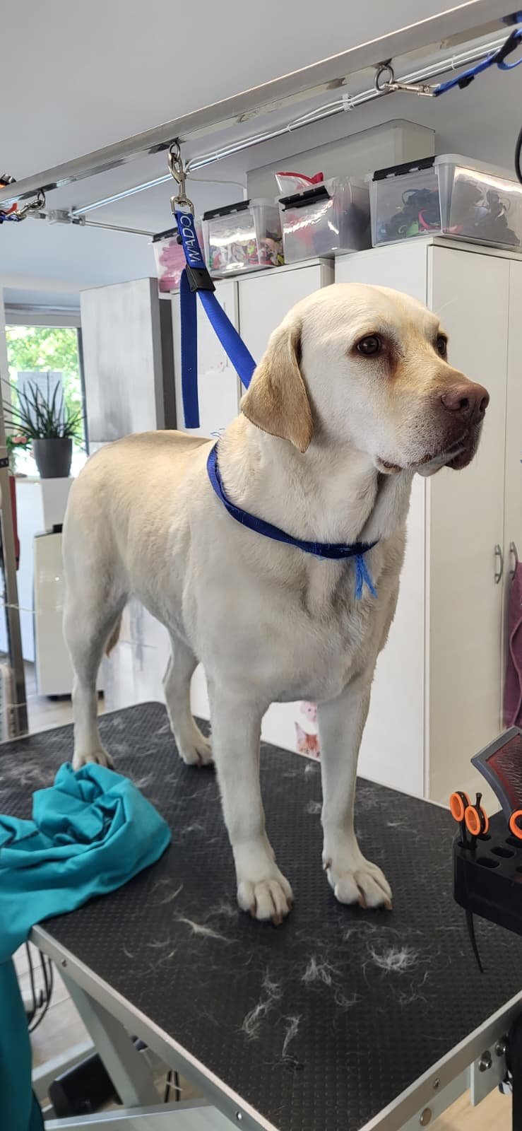 labrador.jpeg