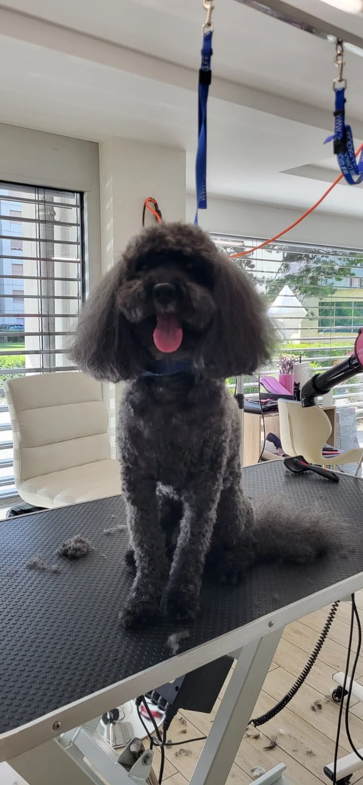 caniche.jpeg