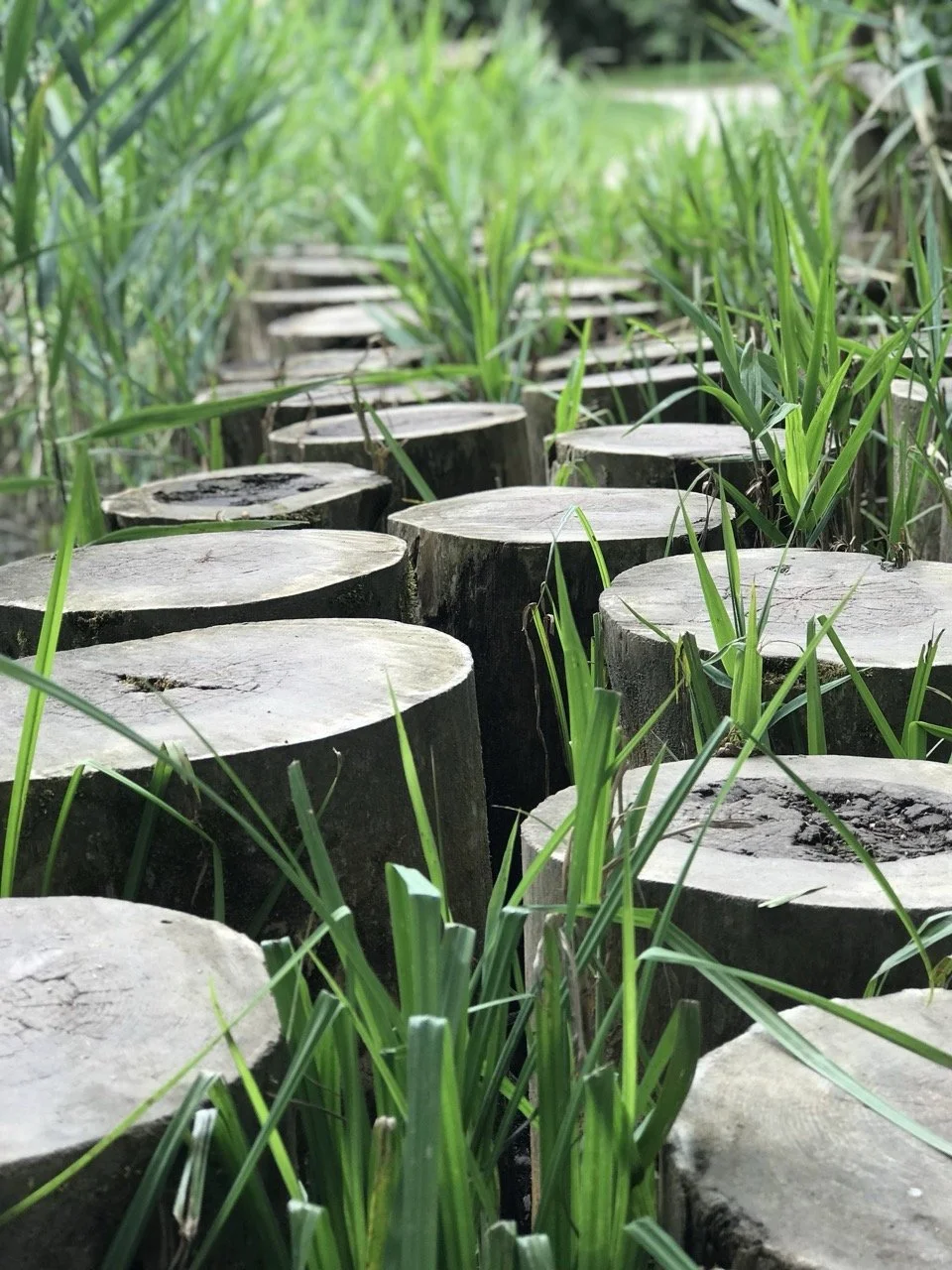 Wooden stepping-stone path surrounded by greenery at Arboretum Volčji Potok, Slovenia