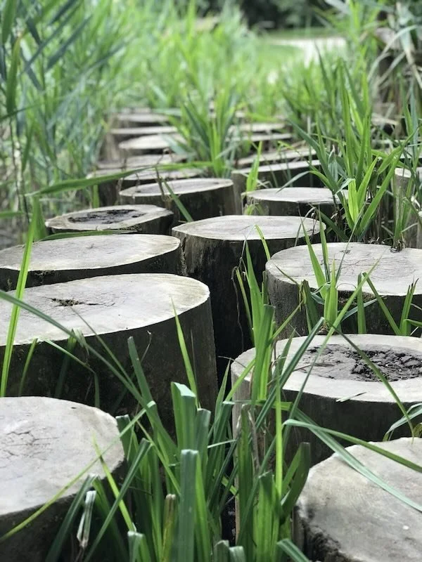 Wooden stepping-stone path surrounded by greenery at Arboretum Volčji Potok, Slovenia