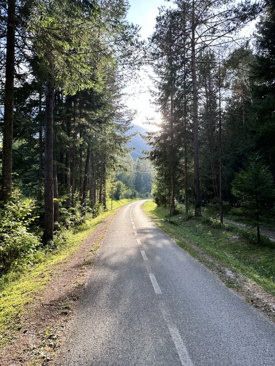 Sunlit forest path in Gozd Martuljek near Kranjska Gora, Slovenia