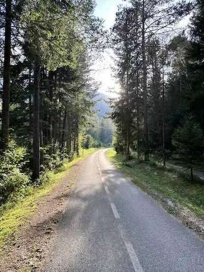 Sunlit forest path in Gozd Martuljek near Kranjska Gora, Slovenia