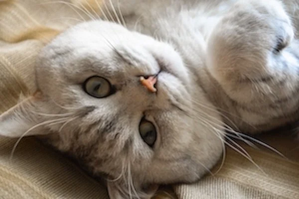 Are cats more creative than humans?