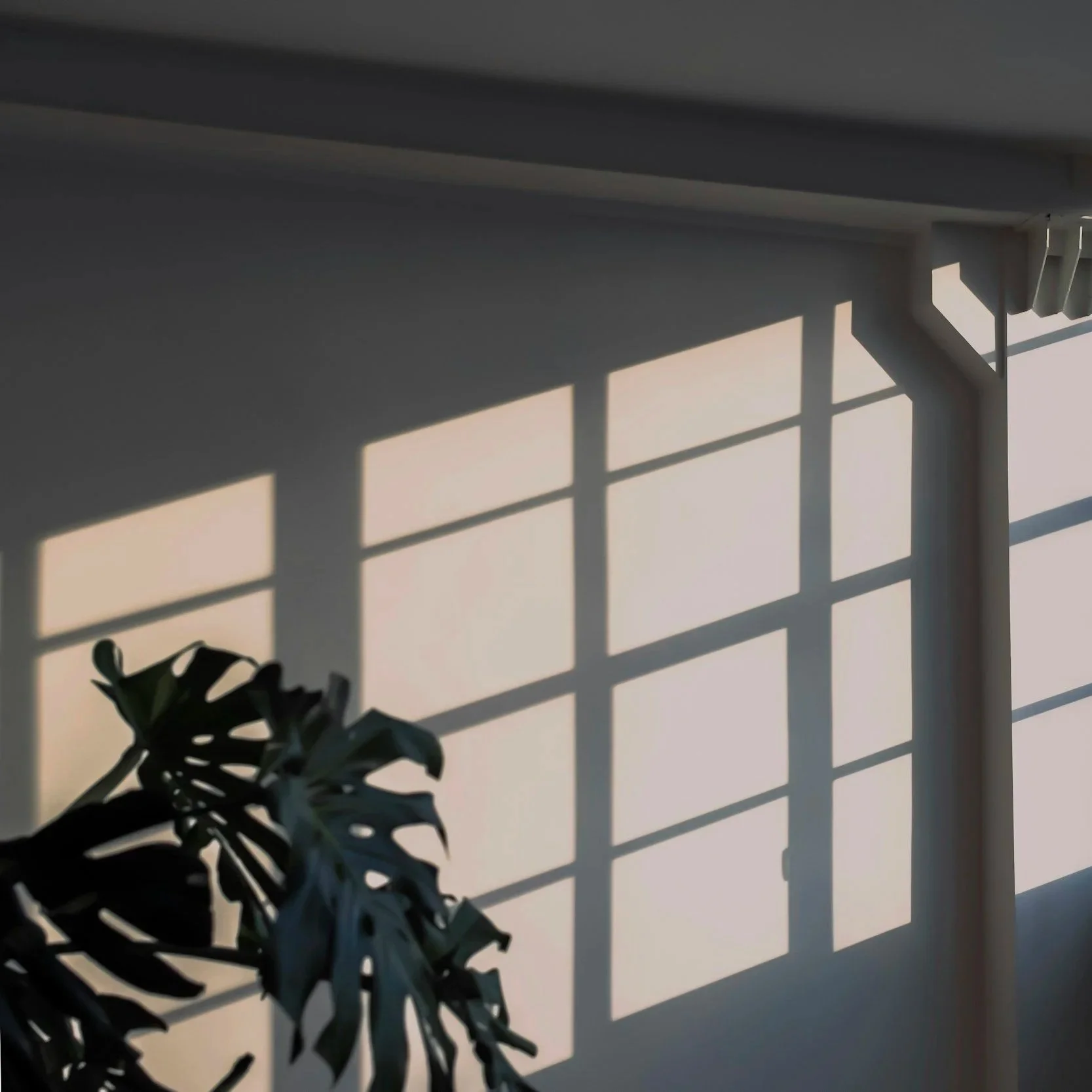Sunlight casting a grid pattern shadow on a white wall with a small plant in the foreground.
