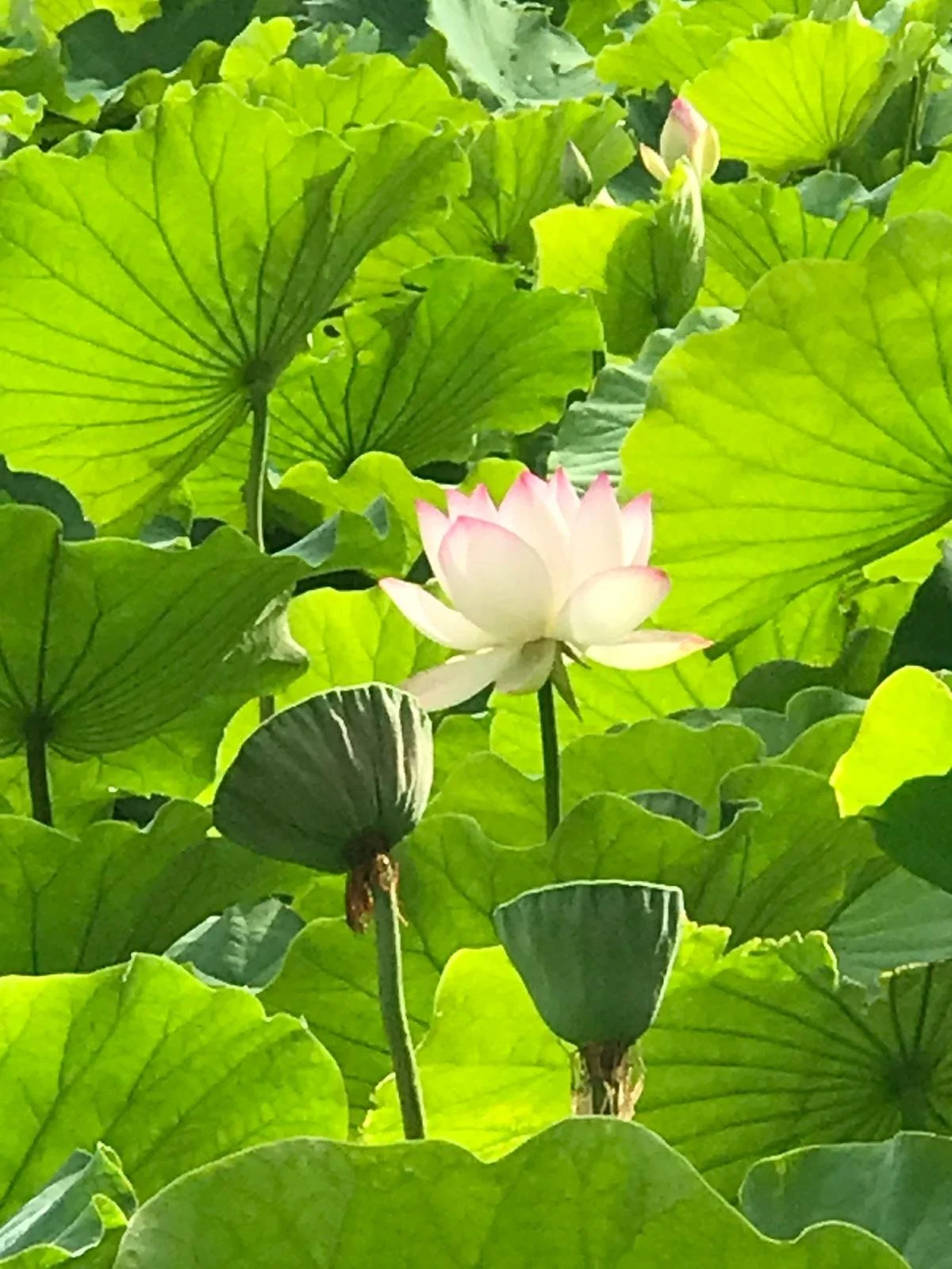 A blooming pink and white lotus flower surrounded by large green lotus leaves.