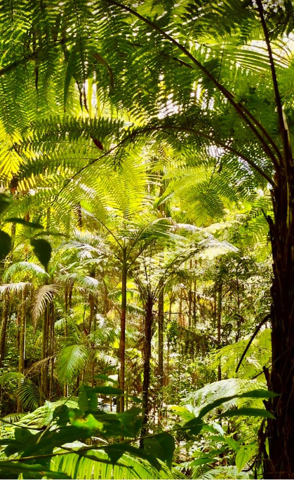 Dense green tropical rainforest with tall trees and sunlight filtering through the canopy.
