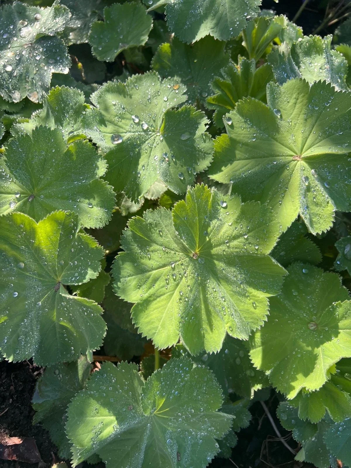Green leaves with serrated edges and water droplets on their surface, sunlight highlighting the leaves' veins.