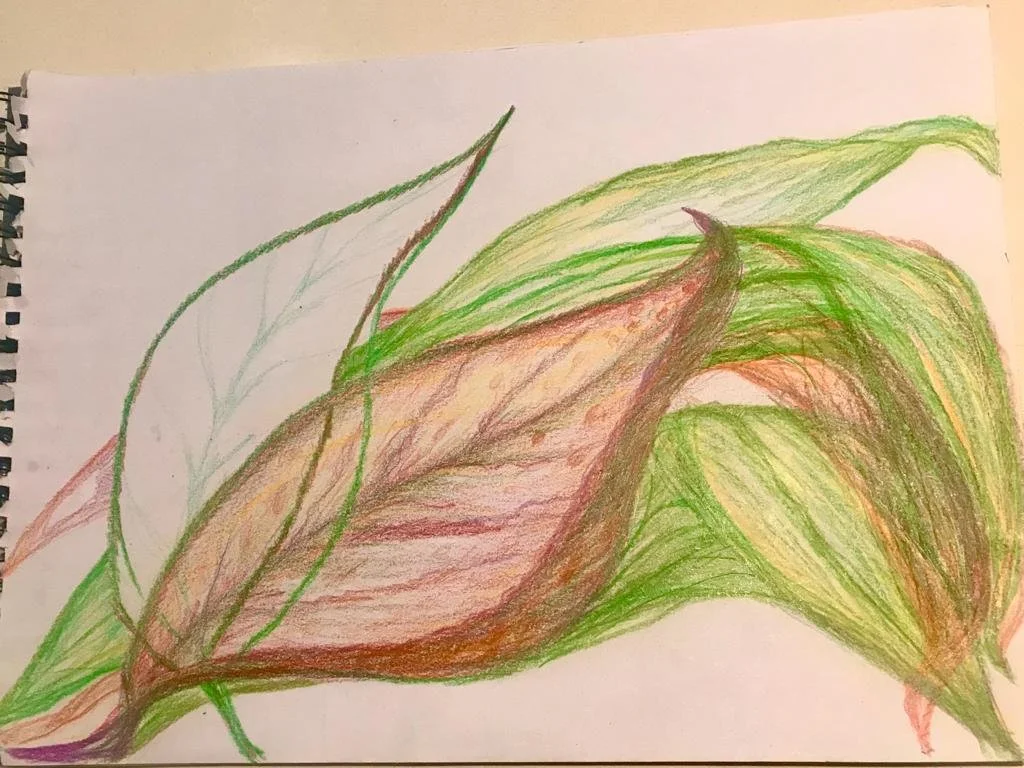 Colorful pencil drawing of various leaves in green, brown, and pink hues on white paper.