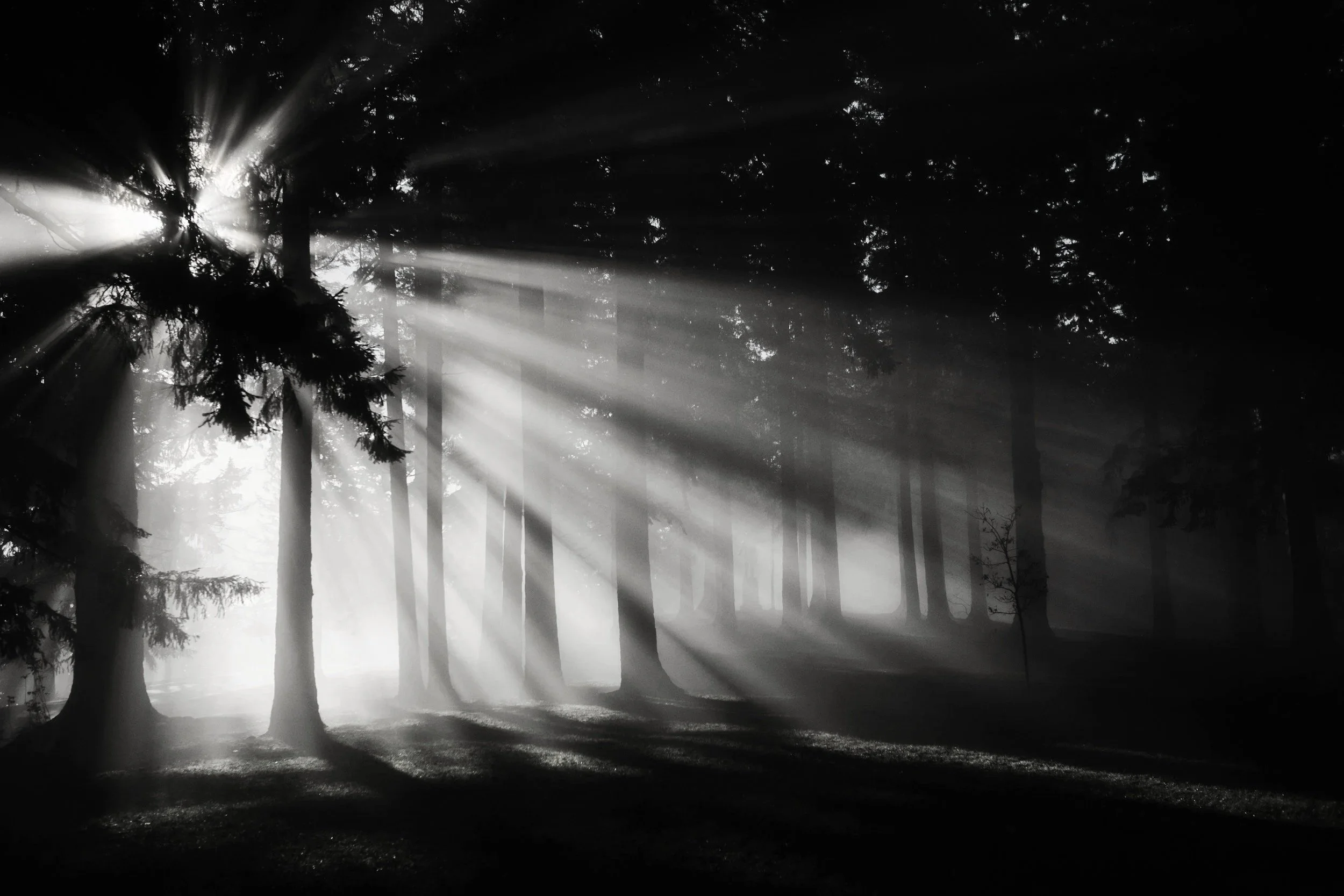Sunlight beams filtering through a dense forest of tall trees, creating a dramatic black and white scene with shadows on the forest floor represening nervous system regulation.