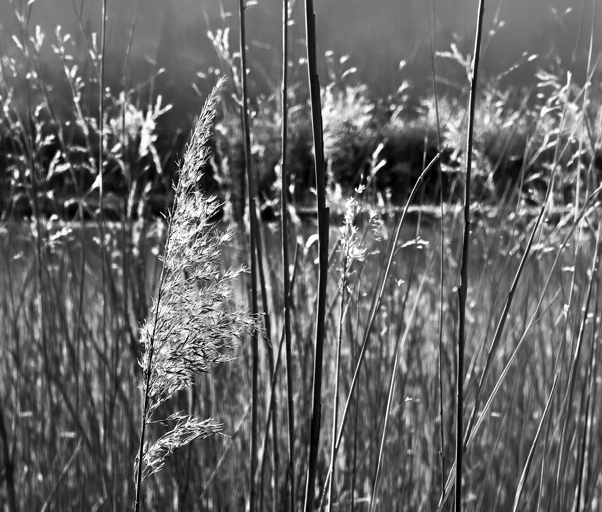 Black and white photograph of wild grass with a blurred background of more grass.