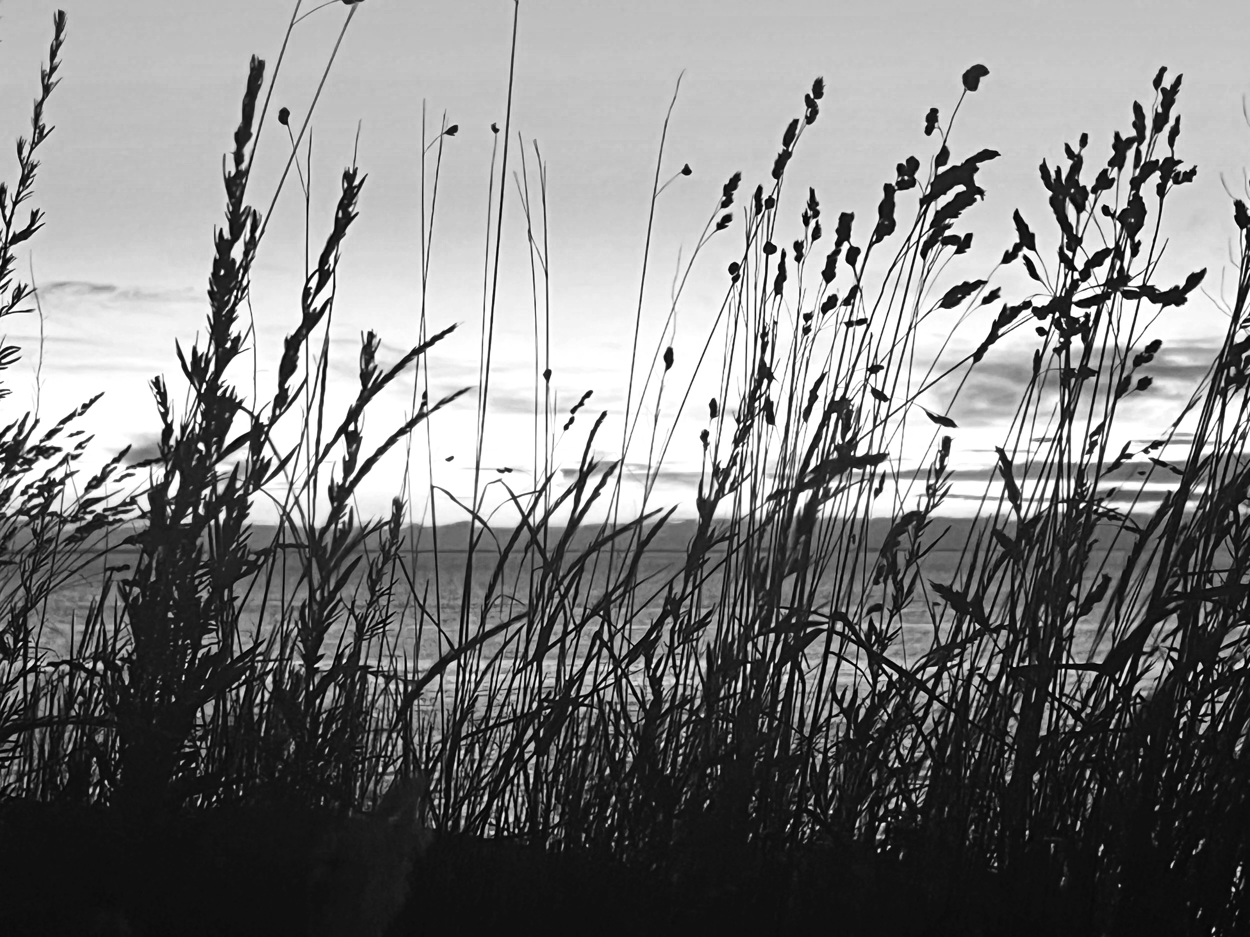 Silhouettes of tall grass plants against a cloudy sky at dusk or dawn.