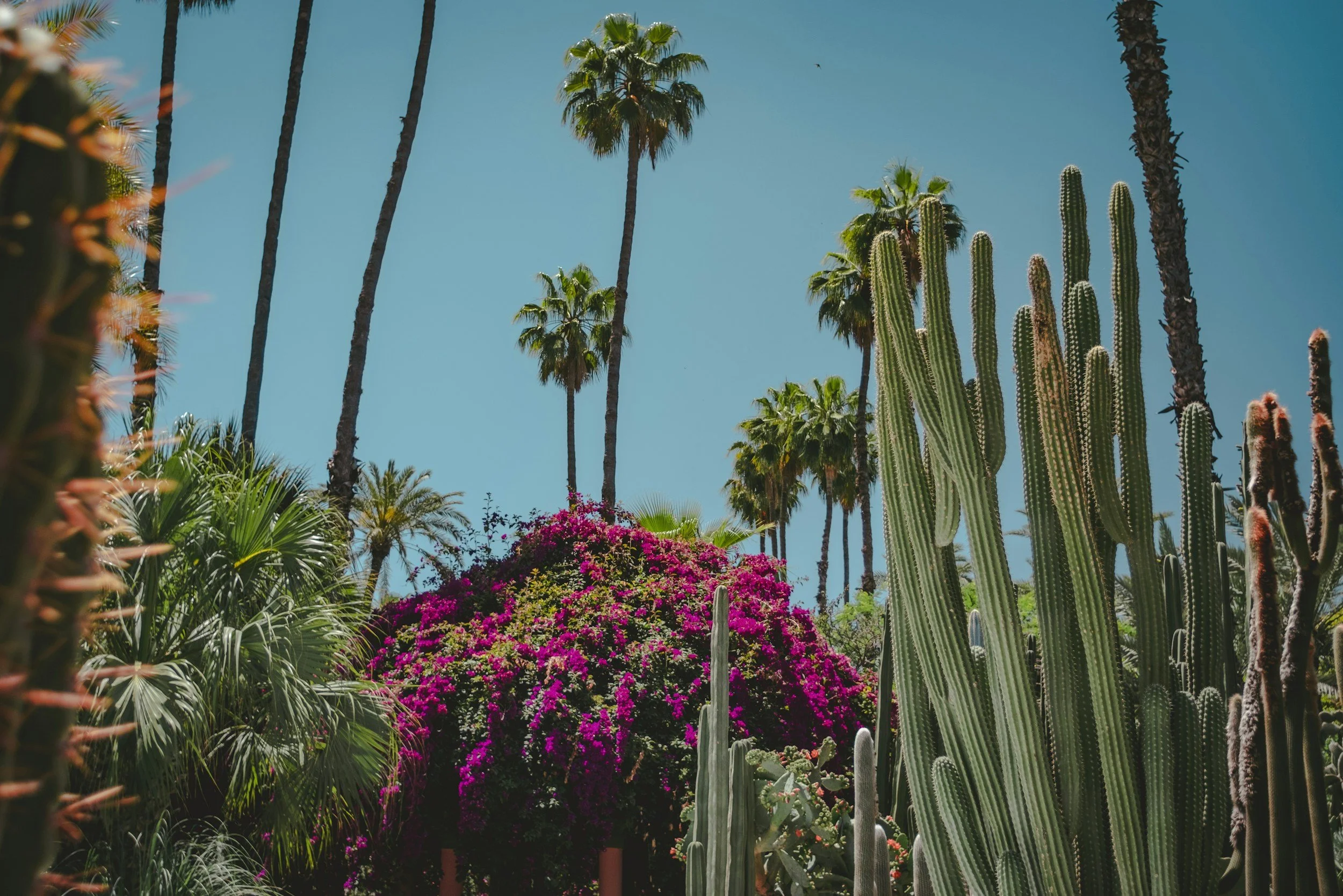Tall palm trees, cacti, and pink flowering bushes under a clear blue sky.