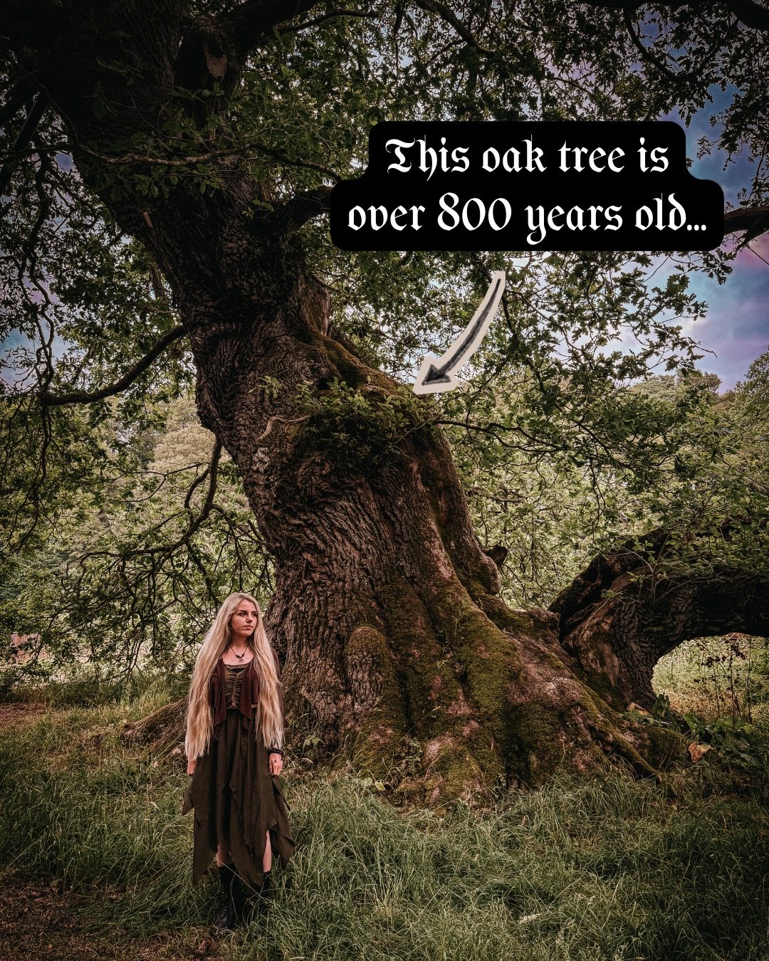 Me 🤝 ancient trees. The oak has always been my favourite tree, there&rsquo;s something so otherworldly about them 🌳