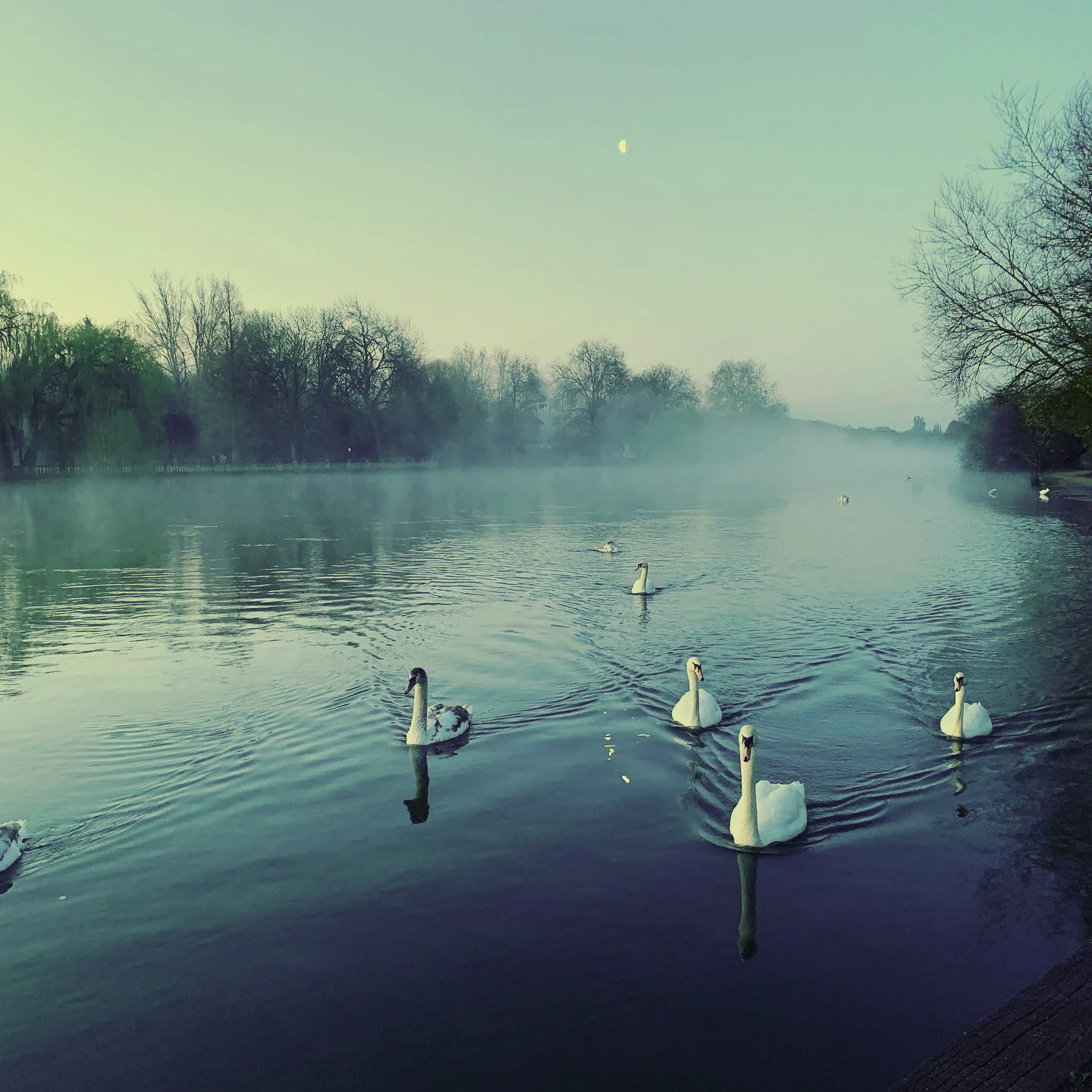 A peaceful scene of the River Thames in Marlow, UK at dawn with swans swimming and a mist rising. Bare trees line the shore, and the moon is visible in the early morning sky.