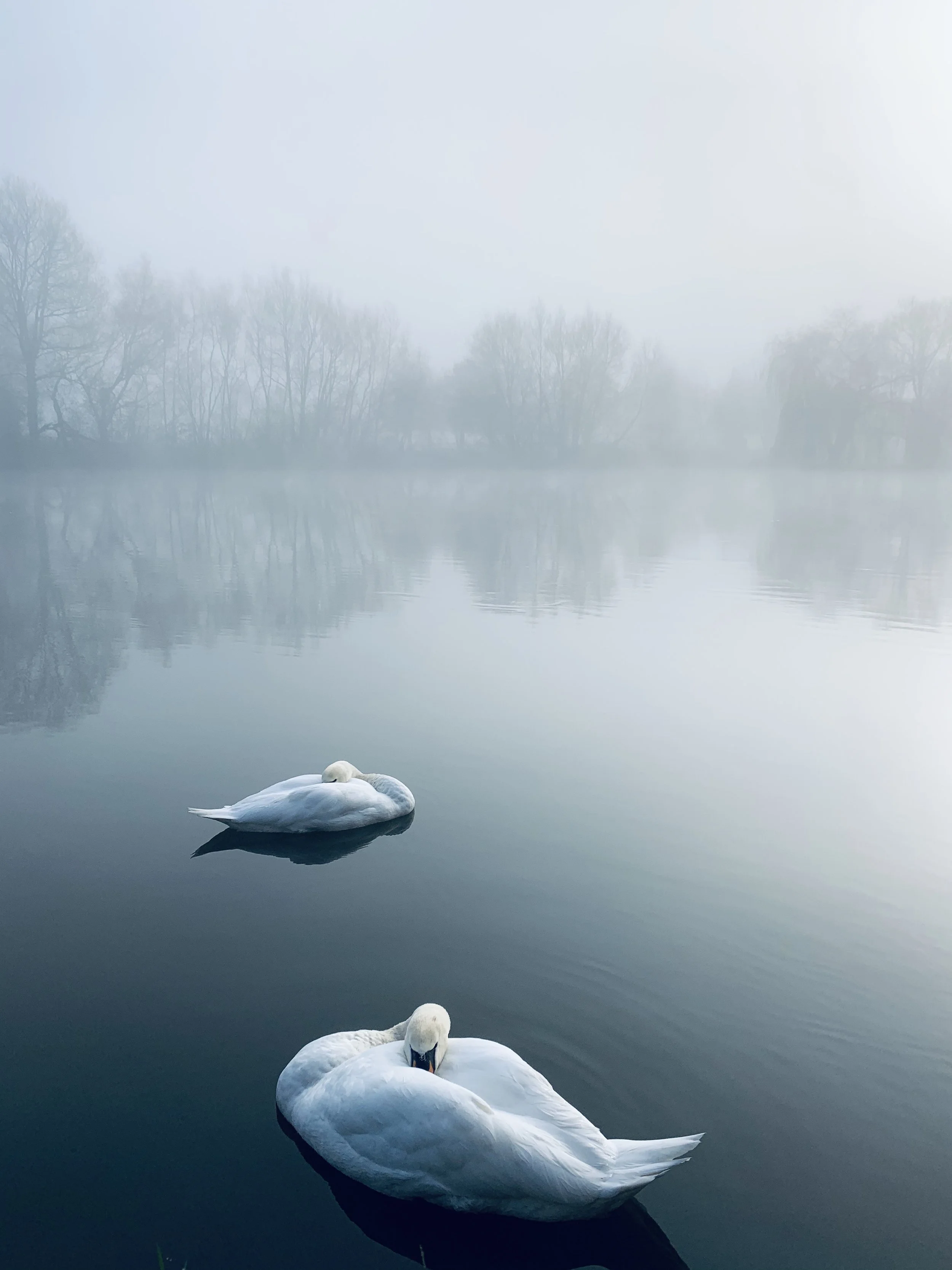 Two swans sleeping at dawn on a calm and misty River Thames in Marlow, UK, with bare trees faintly visible in the background.