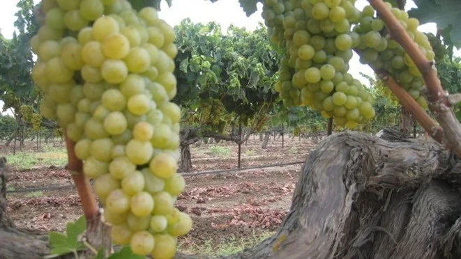 Chenin Blanc in Israel