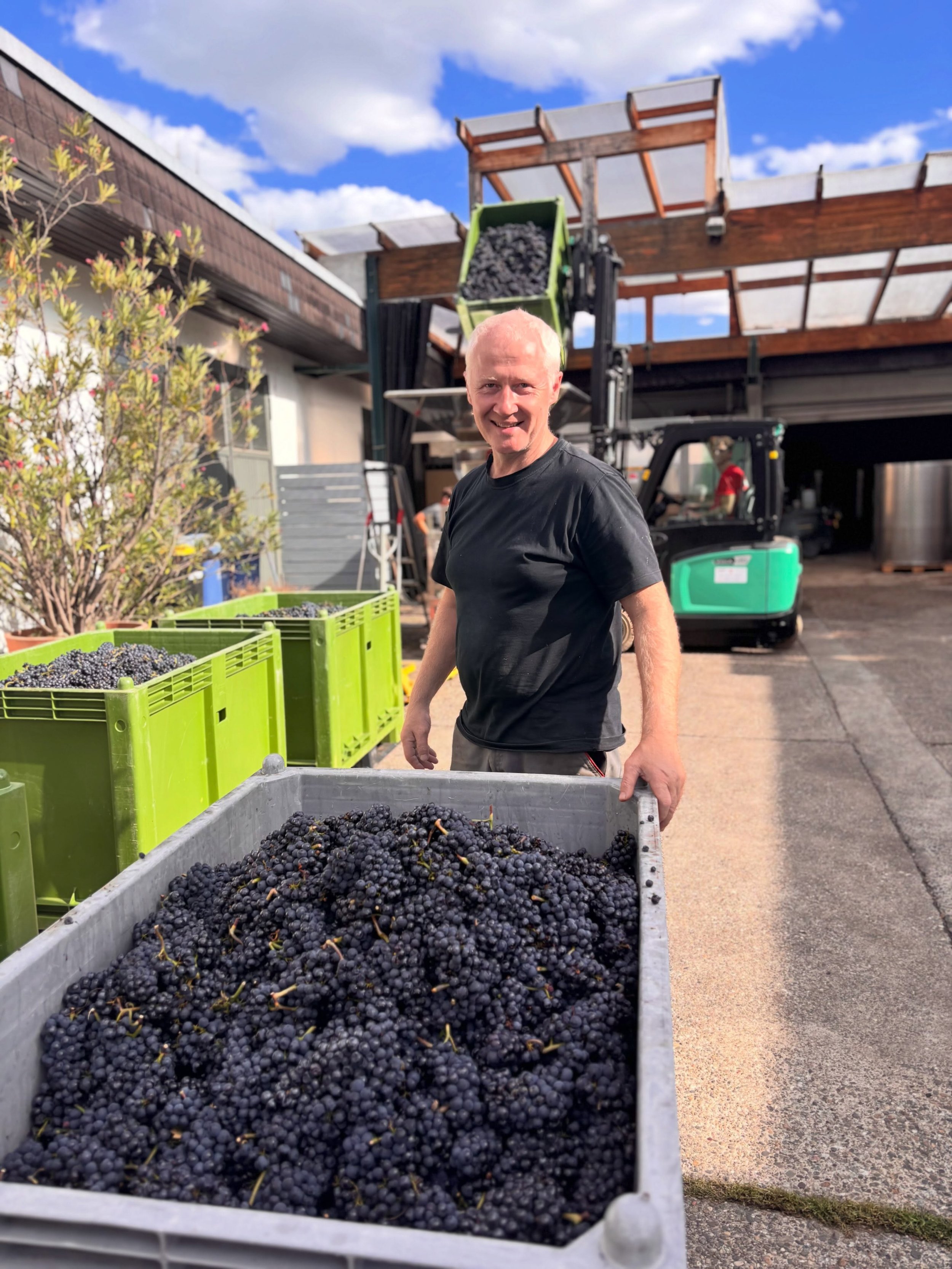 So kann es jetzt die n&auml;chsten 2 Wochen weitergehen. #pinotnoir #weinlese2026