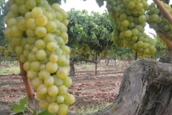 Chenin Blanc in Israel