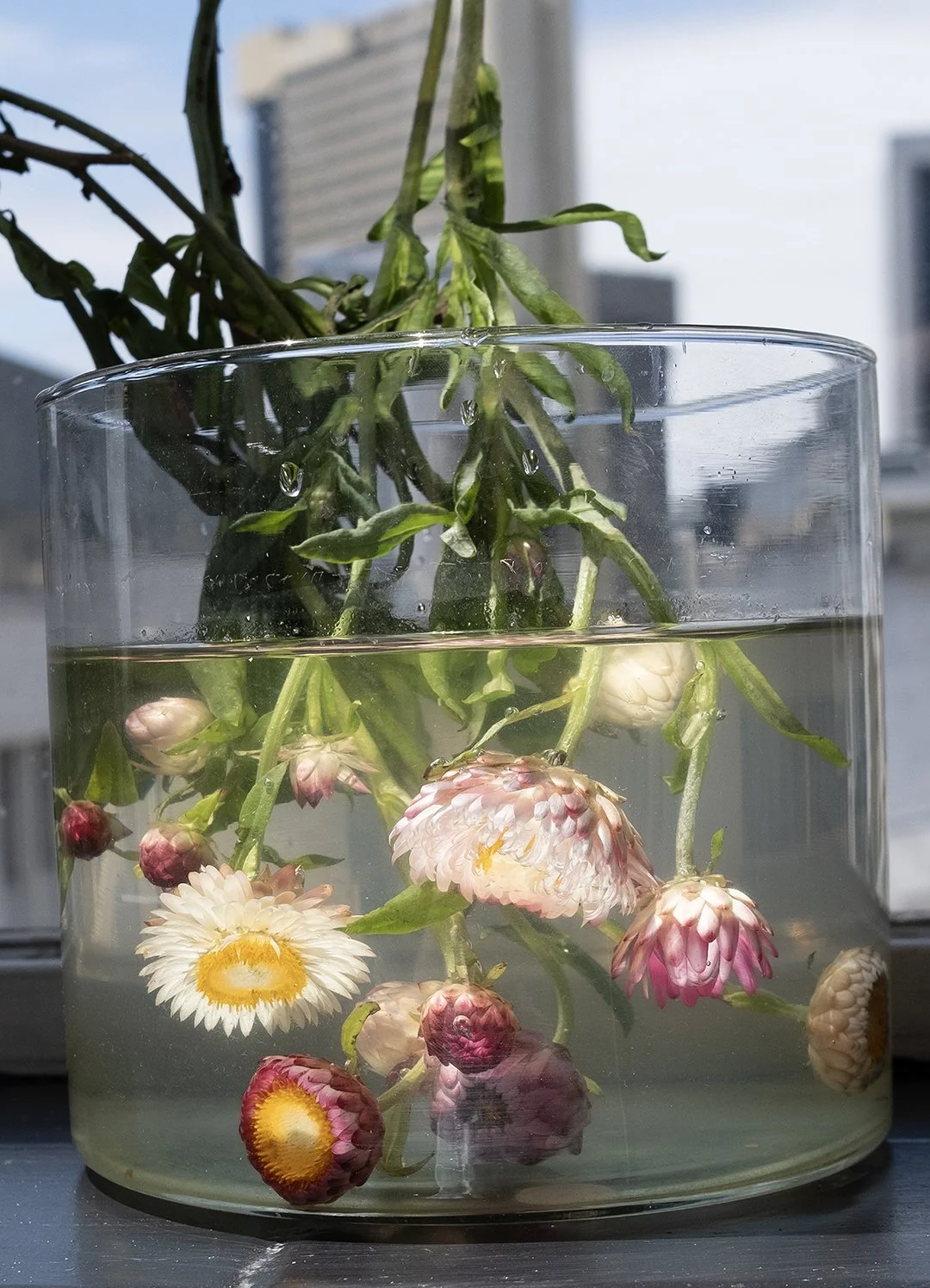 Alix-Rose Cowie - Masego's Flowers.jpg