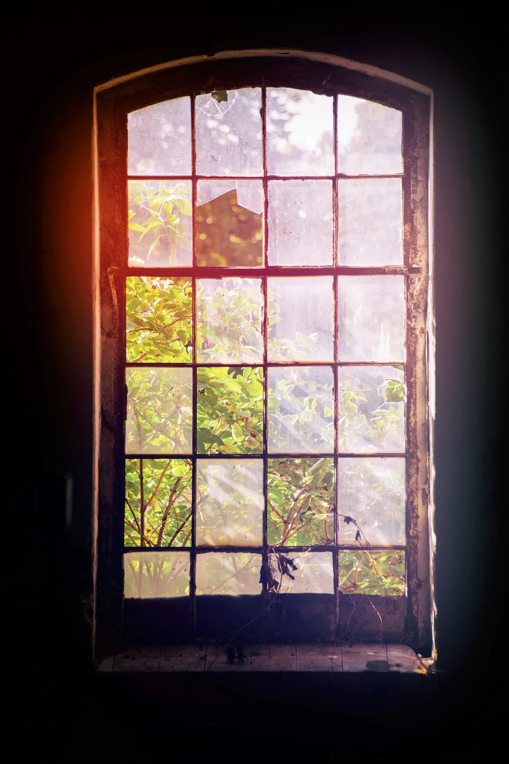 Old, dusty window with multiple panes, some of which are broken or missing, revealing green foliage and sunlight outside, with cobwebs and dirt on the frame.