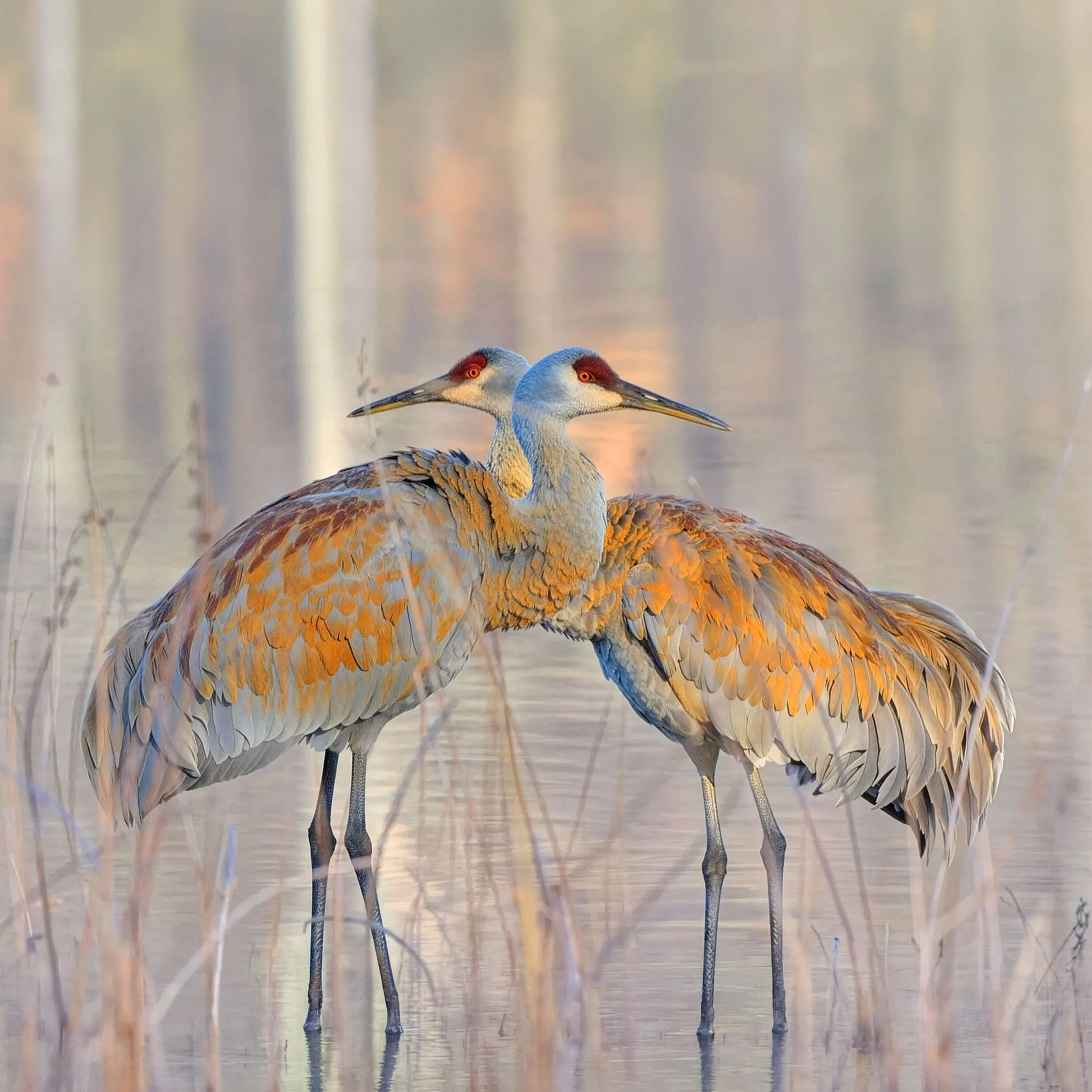 Sandhill Cranes