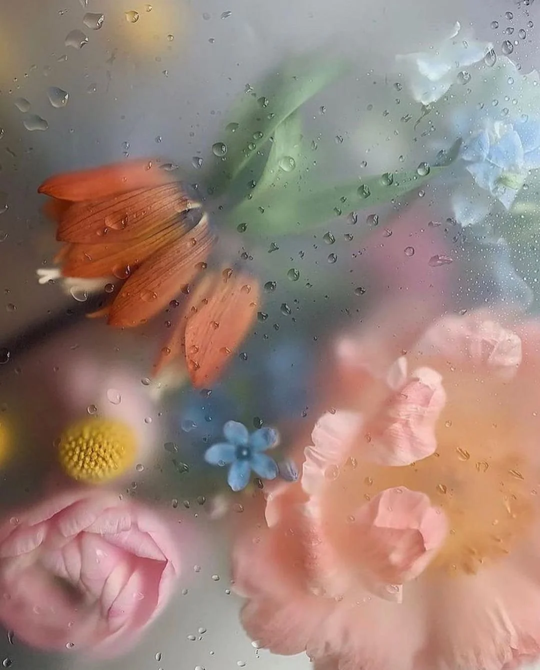Colorful flowers viewed through a rain-covered glass surface.
