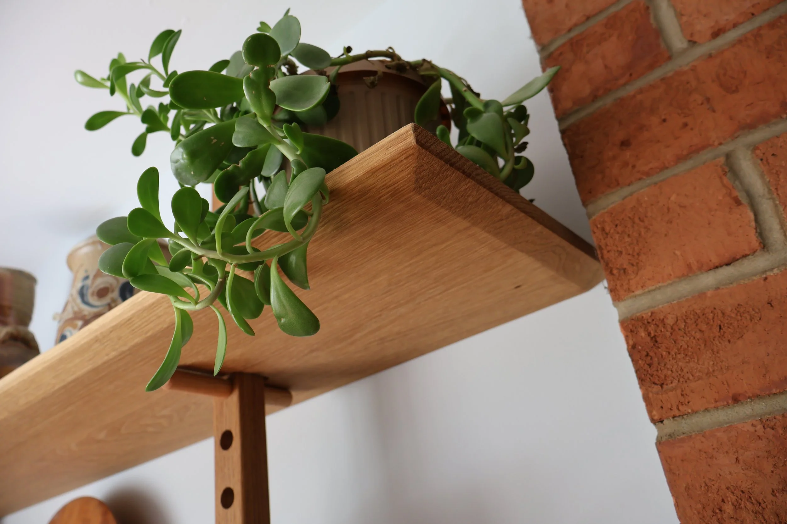 Indoor green plant with thick oval leaves in a brown pot sitting on a wooden shelf against a white wall and brick wall background.