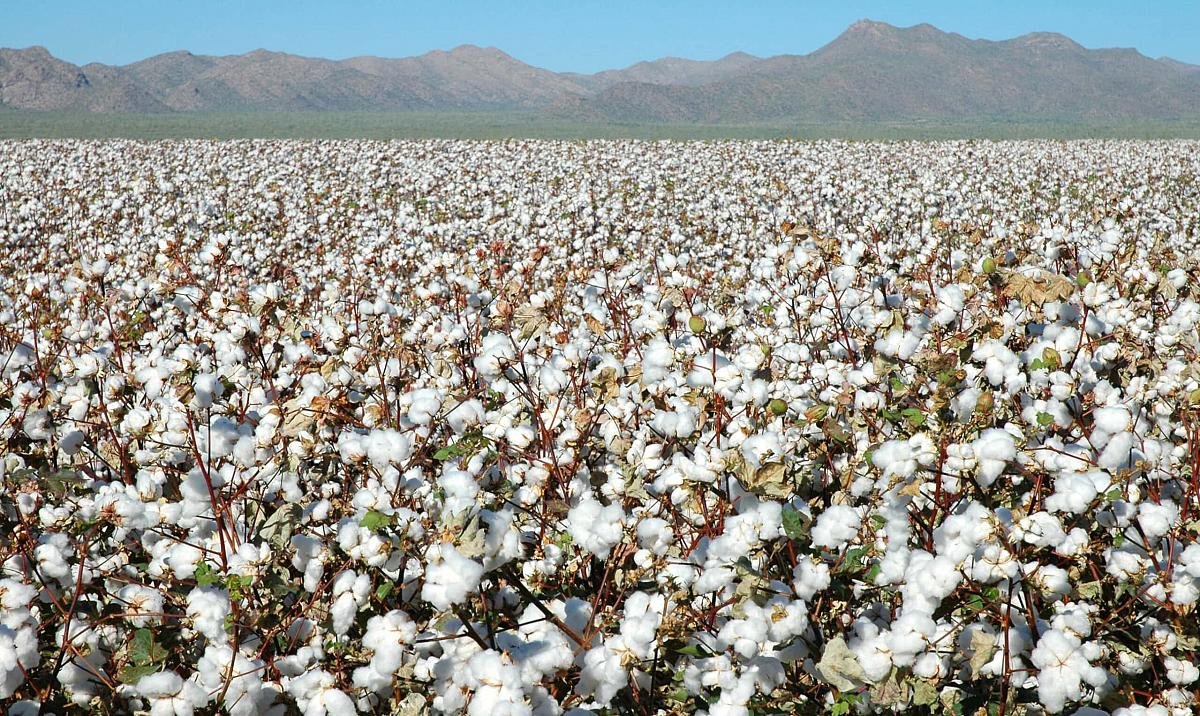 The Story of Pima Cotton
