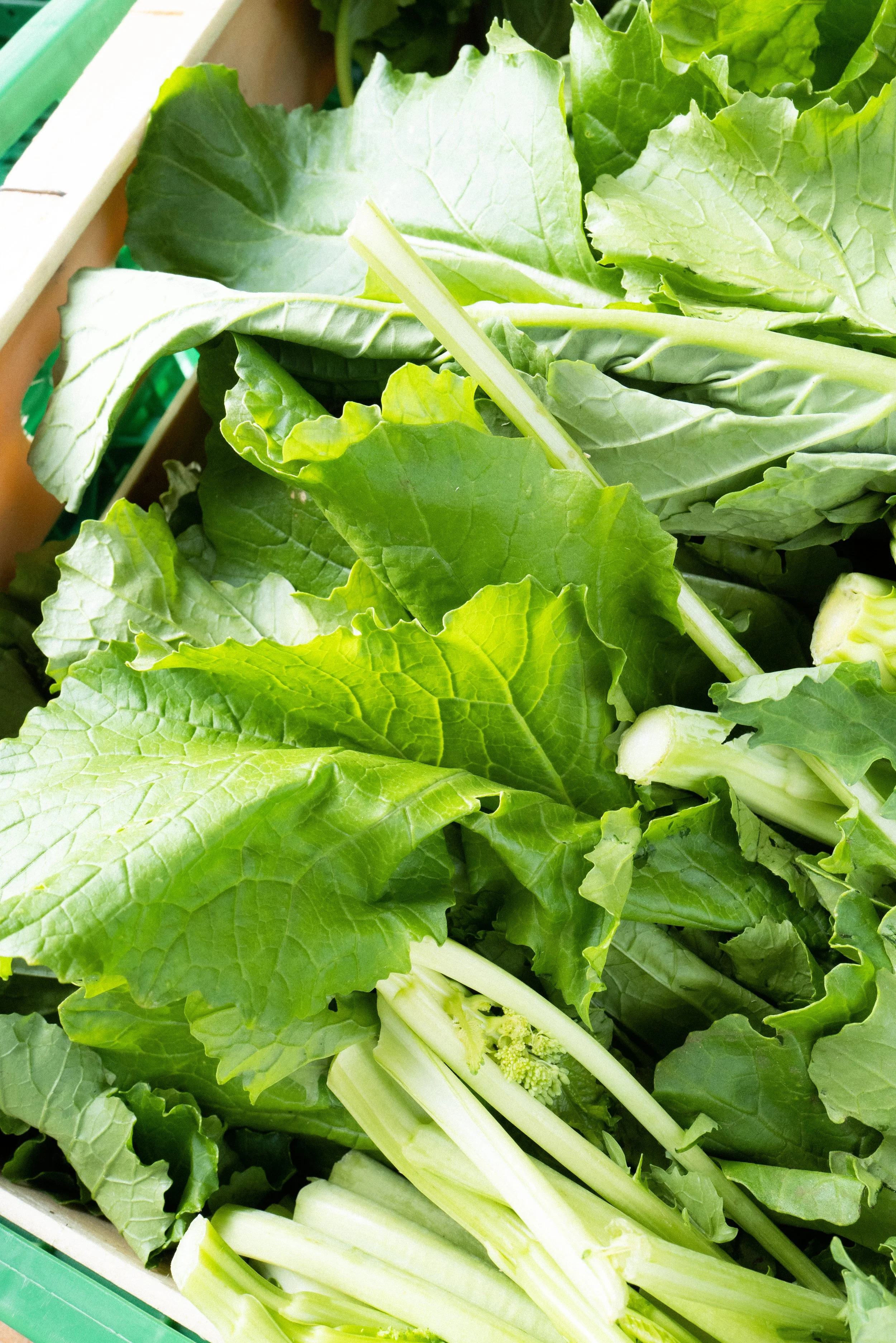 cima di rapa.jpg