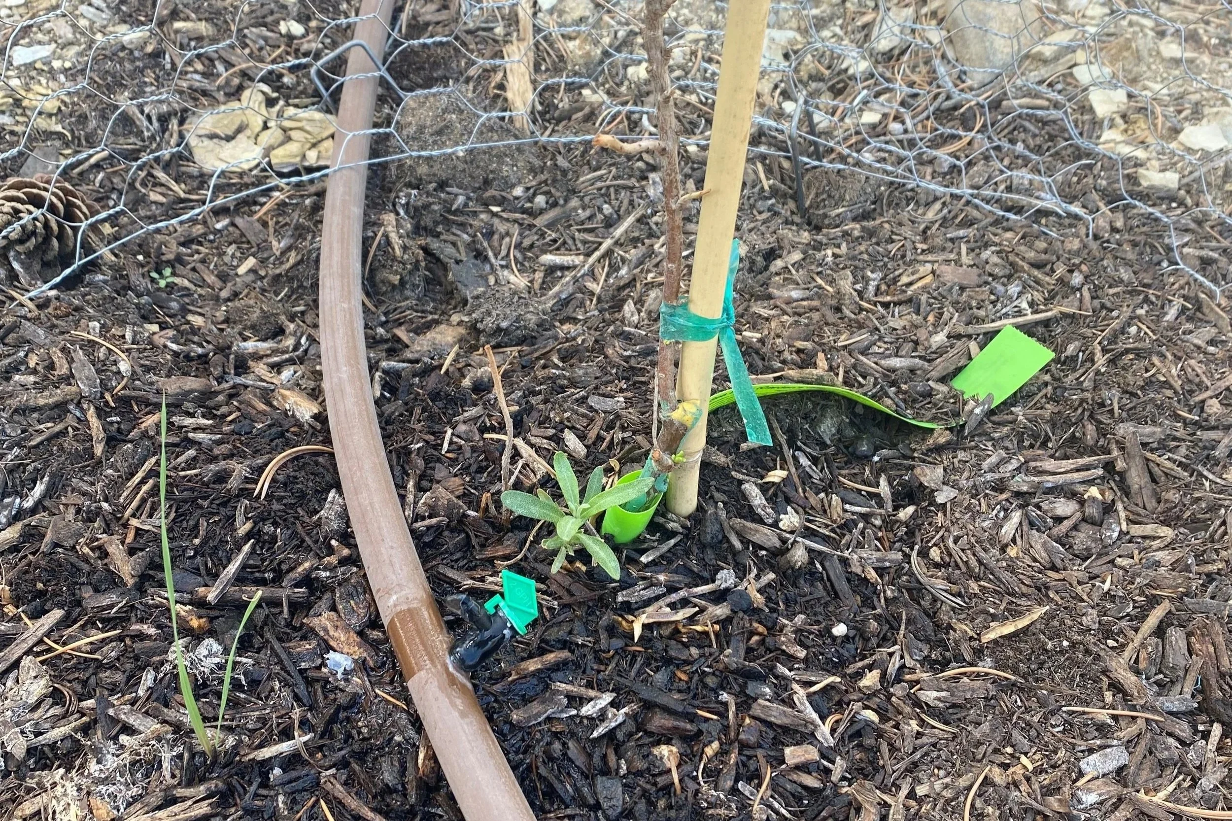 Sea Buckthorn Update: Signs of Life
