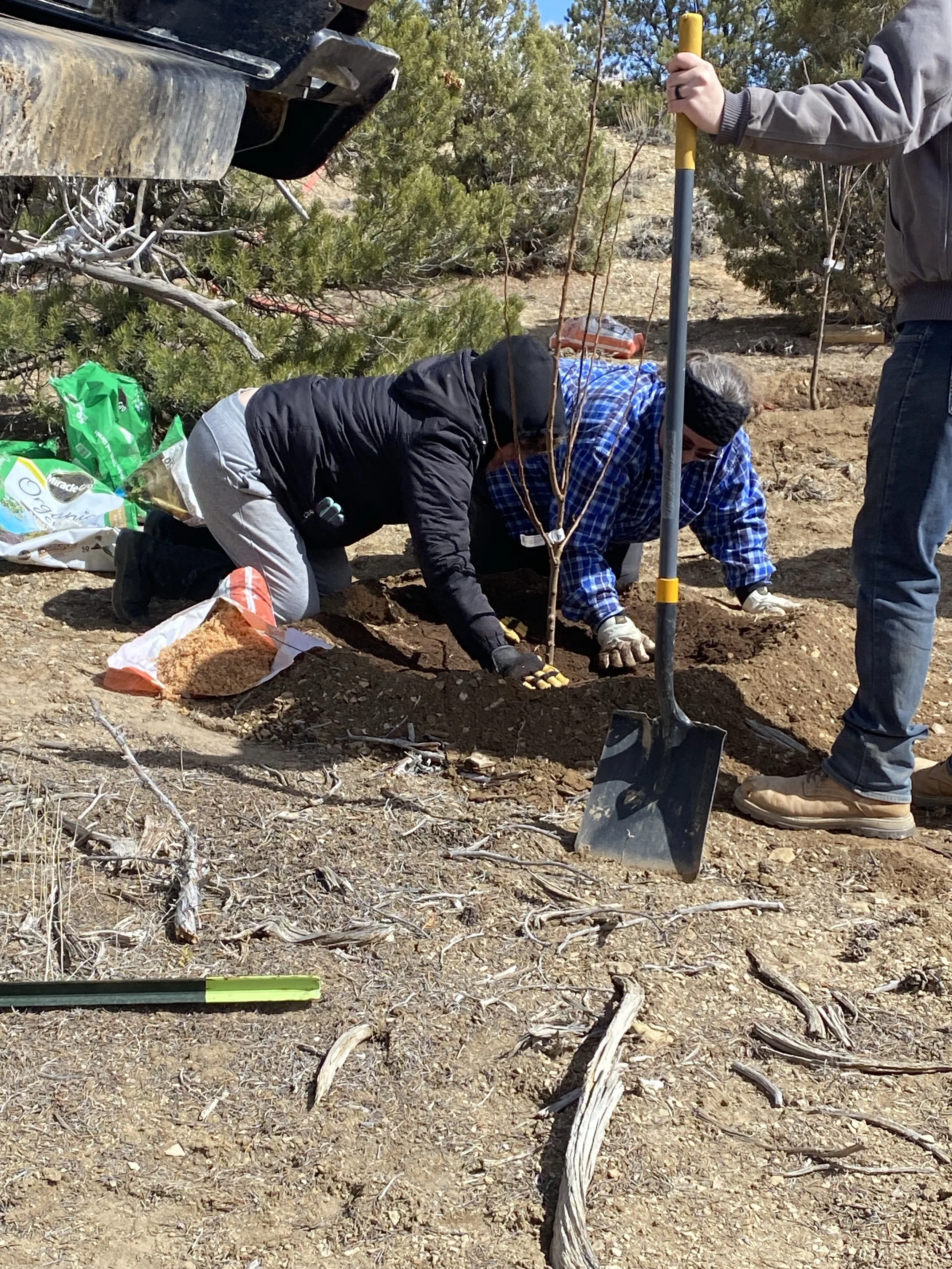 People planting a tree in an outdoor area with dry soil and some scattered branches, using shovels and tools.