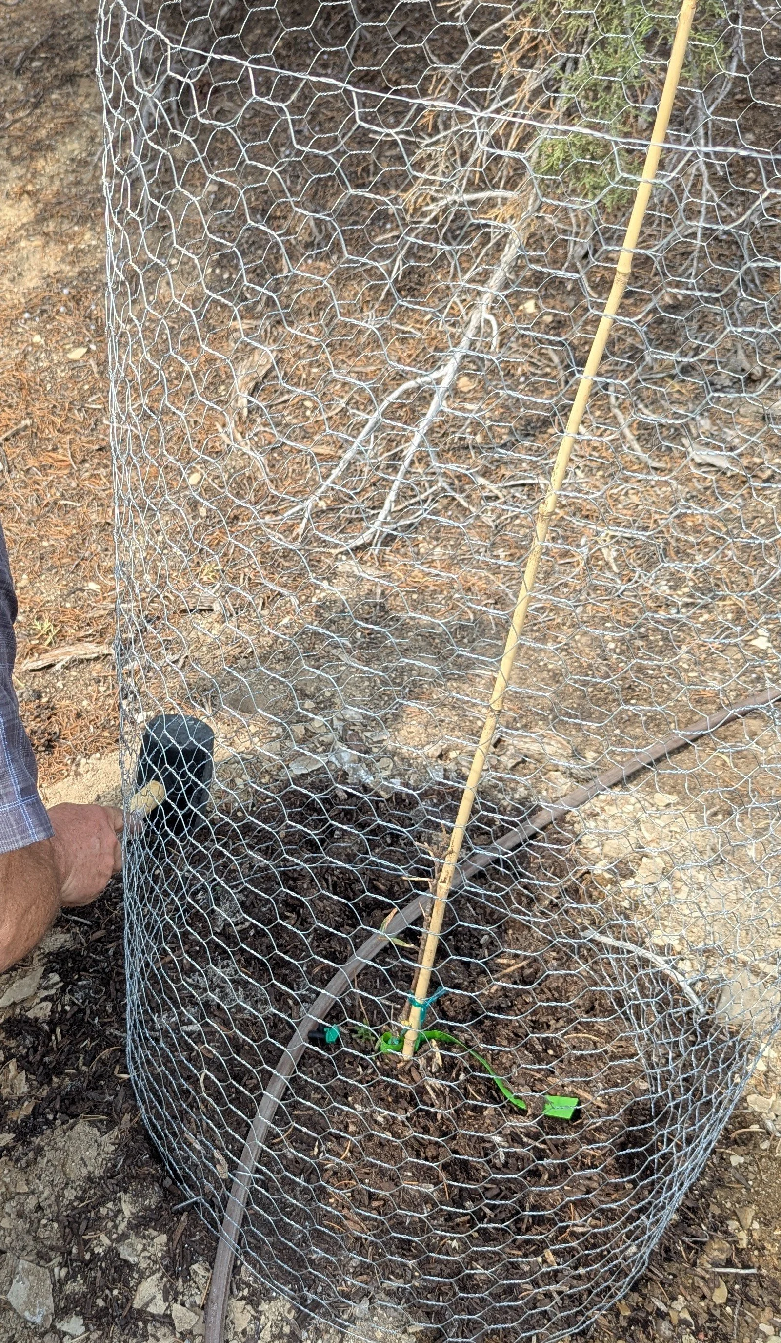 Young sea buckthorn plant protected with chicken wire, mulch, and drip irrigation at Rocky Road Ranch.