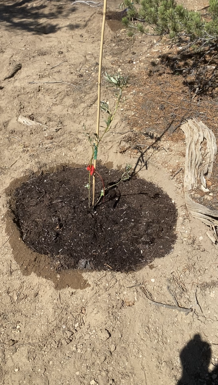 Newly planted sea buckthorn at Rocky Road Ranch surrounded by a dark mulch ring.