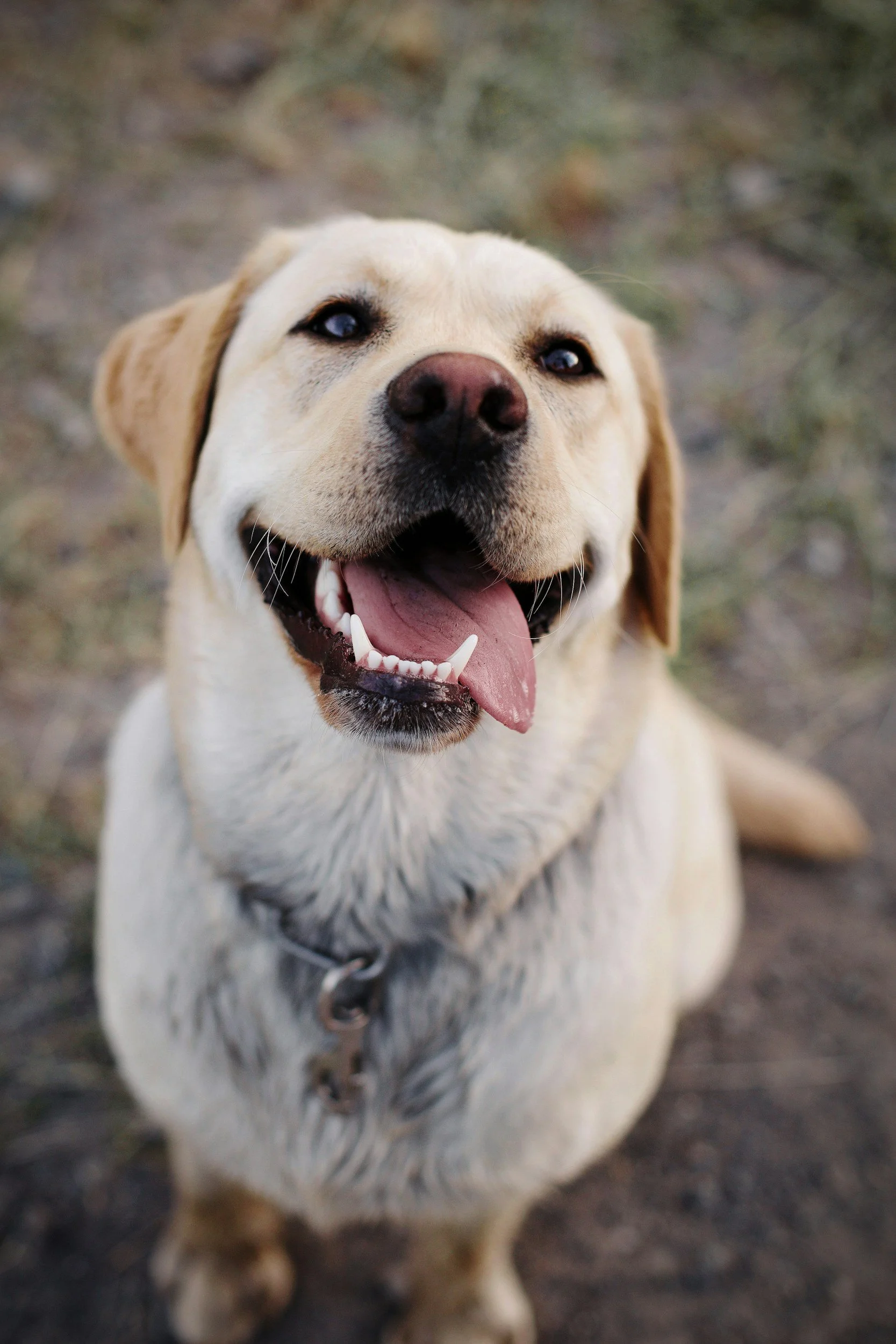 Close-up of a happy Labrador Retriever dog with a tan coat, open mouth, tongue slightly out, and looking up outdoors, with a blurred natural background.