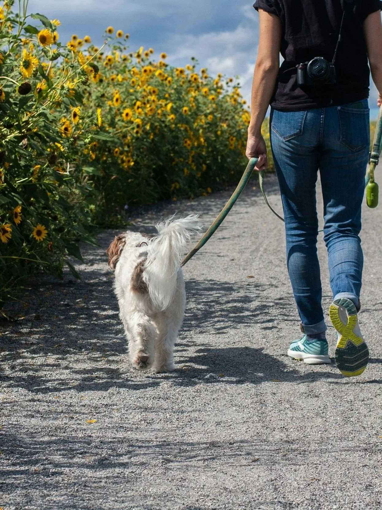 A person walking a small dog on a leash along a gravel path, bordered by a sunflower field, under a cloudy sky.