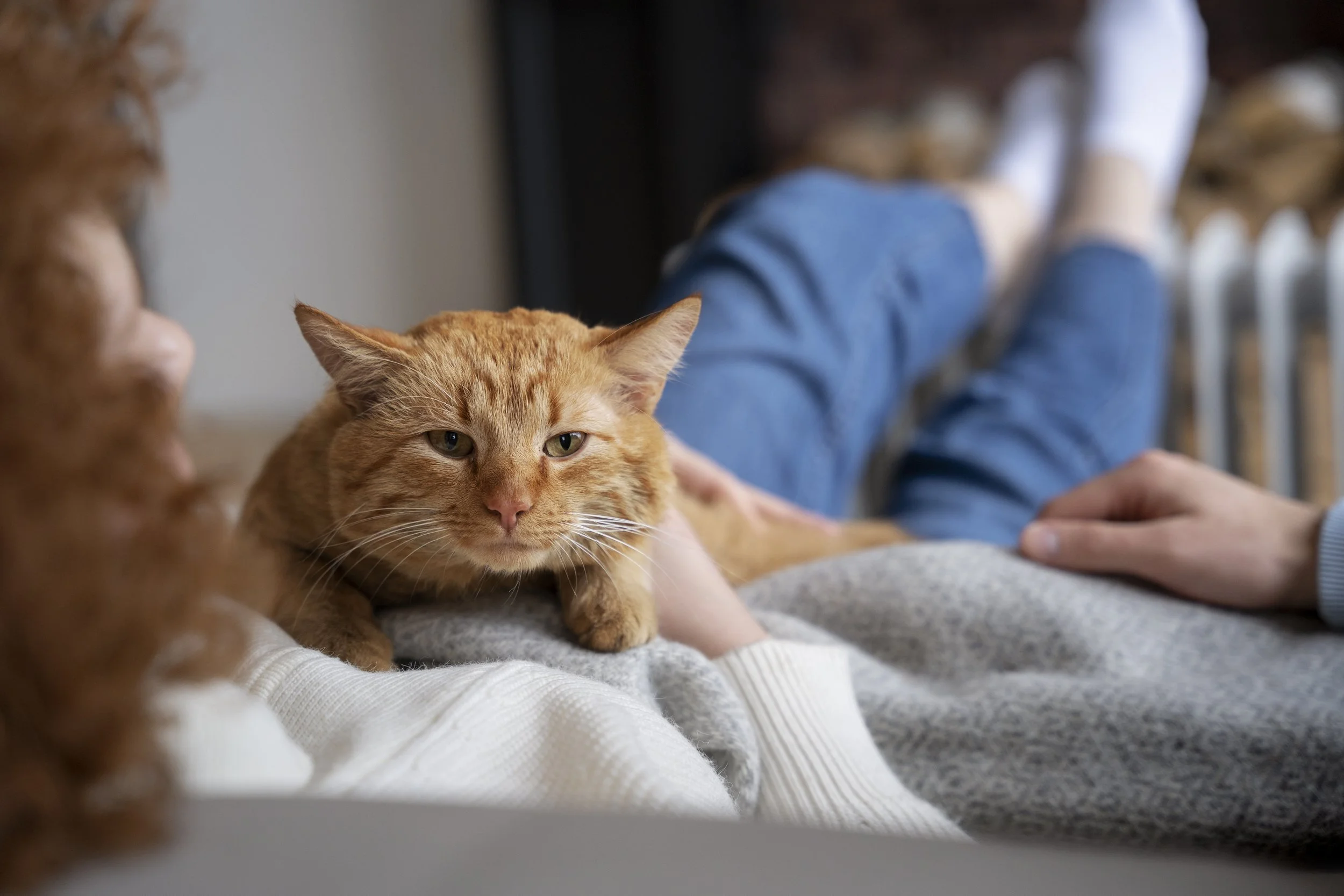 blurry-woman-holding-cute-cat.jpg