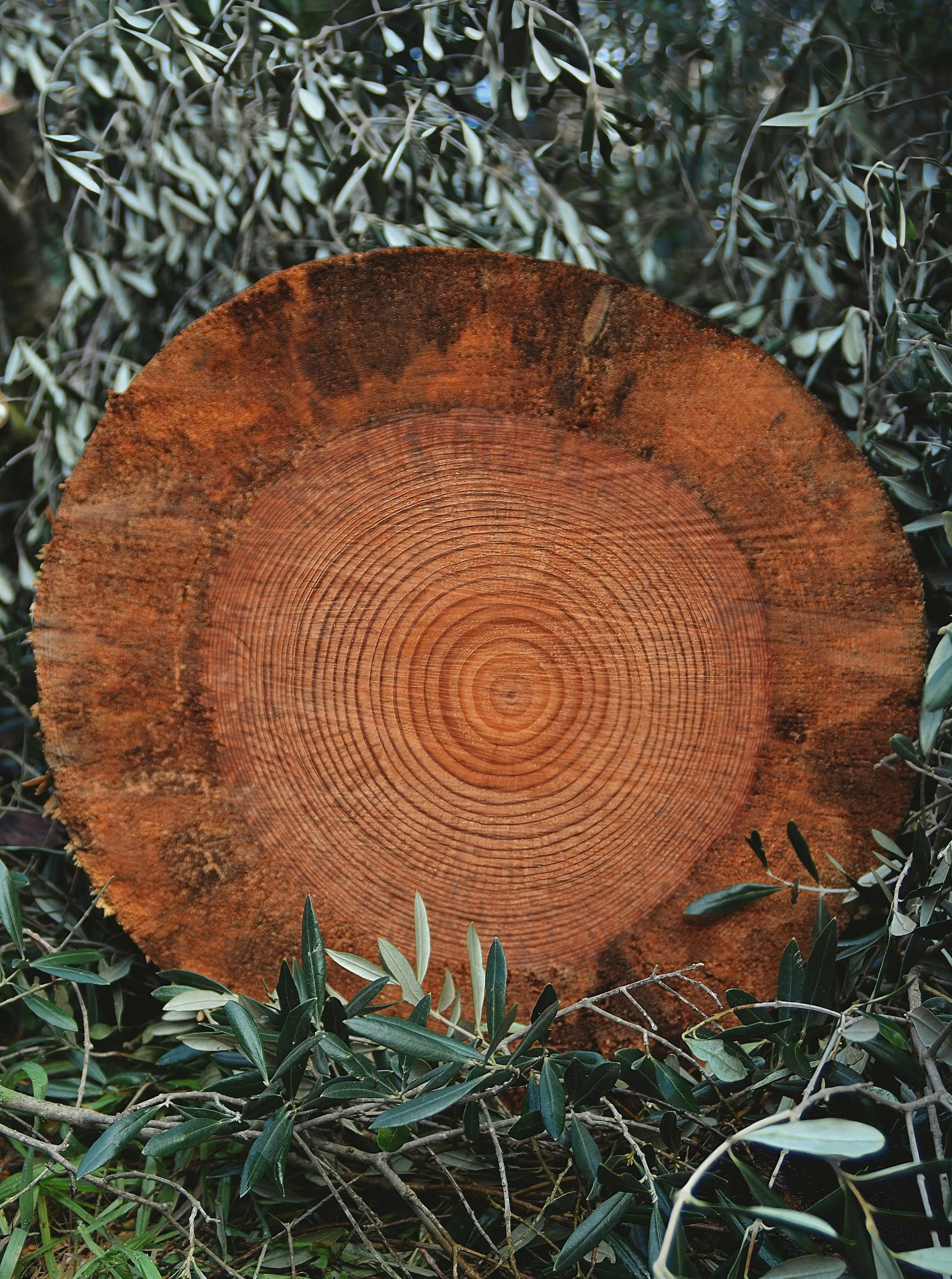 Cross-section of a tree trunk showing concentric growth rings, surrounded by olive branches, representing the layered parts and inner system explored in parts-based therapy